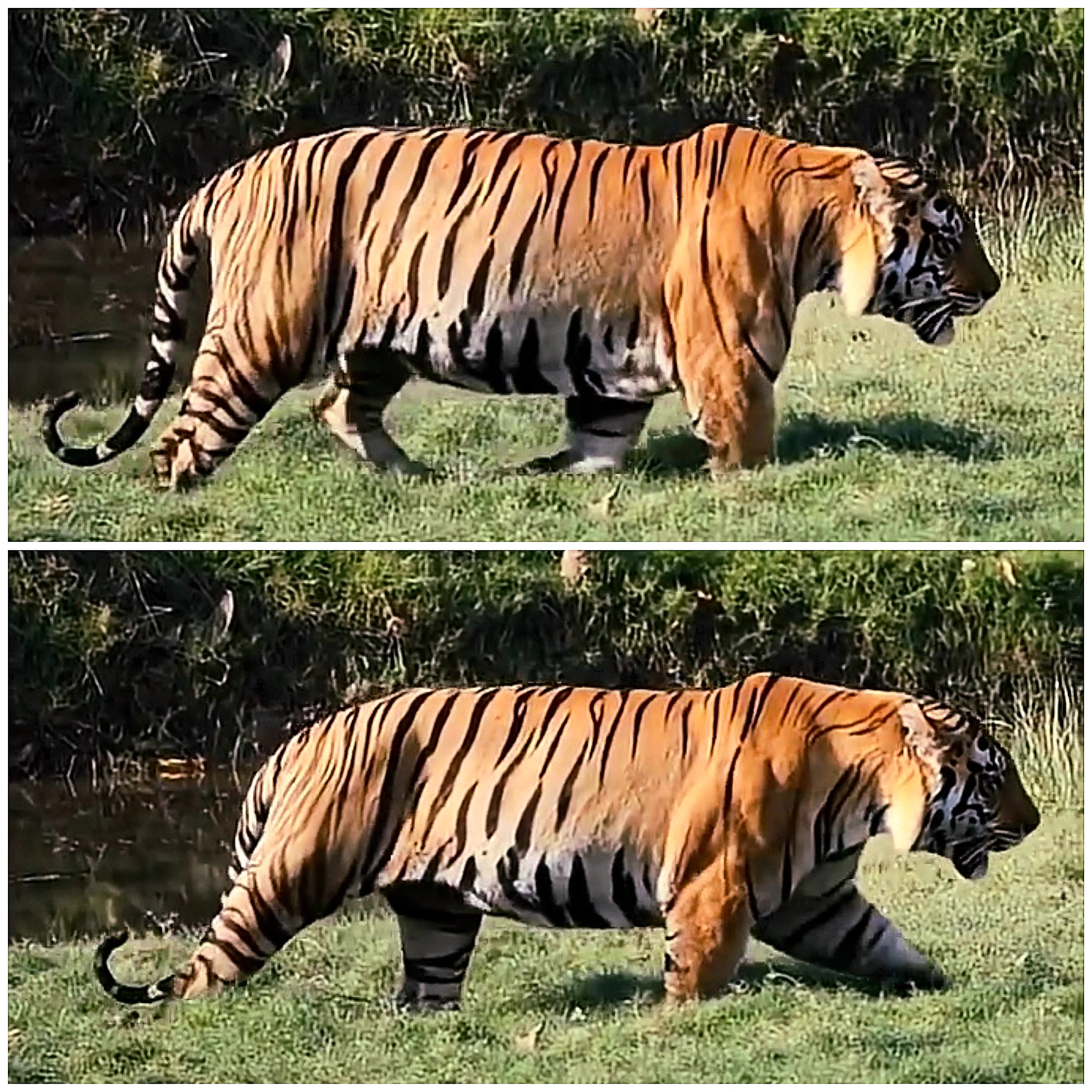 14 Absolute Units That Made Us Question Everything đ« 29 Absolute Units of a male Bengal tiger from central Indian forests.
