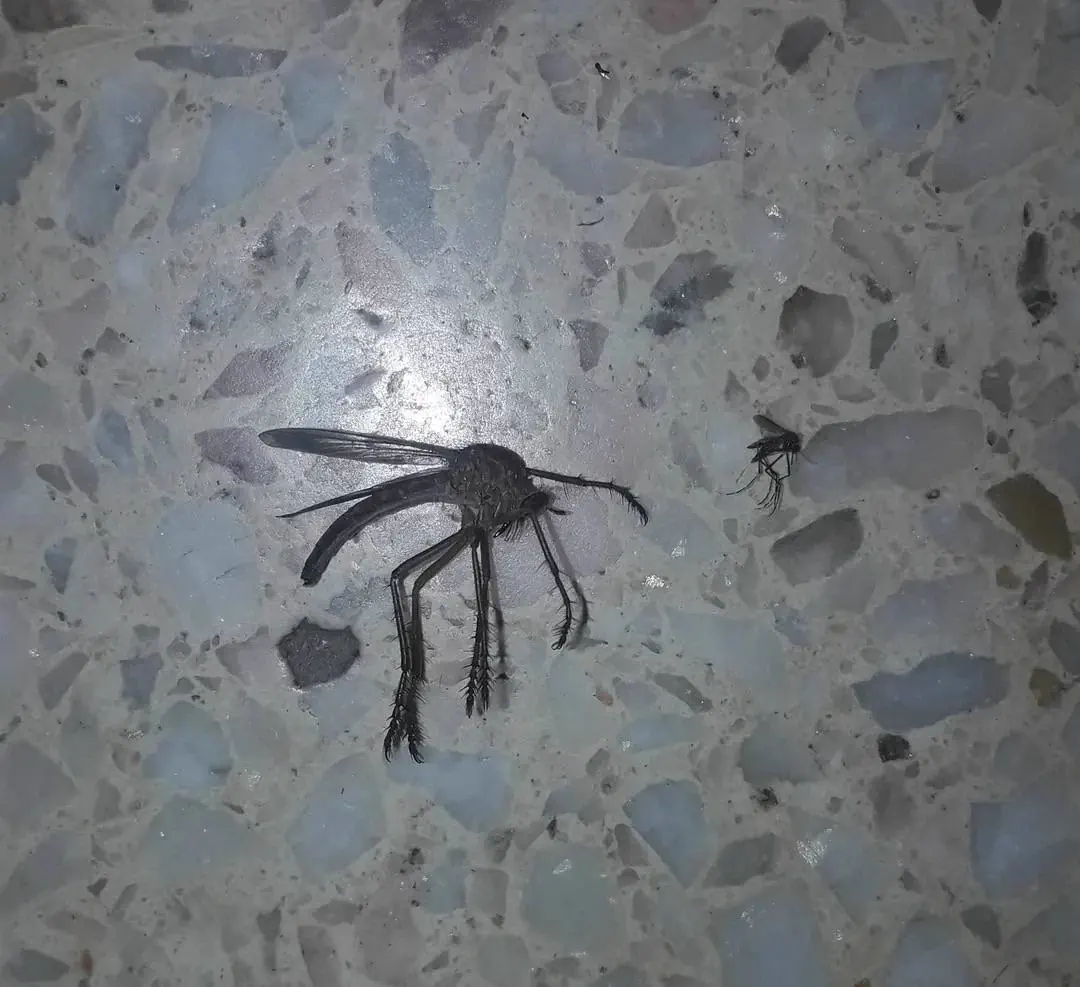 9 Unhinged Absolute Units That Rewrote the Rules of Reality 17 Absolute Units of a mosquito