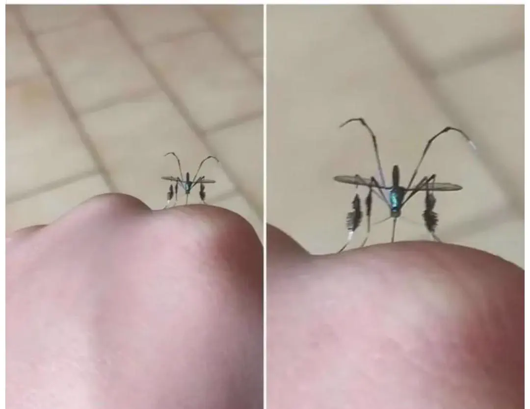 11 Oversized Legends That Rewrote the Rulebook đ« 14 Absolute Units of a mosquito
