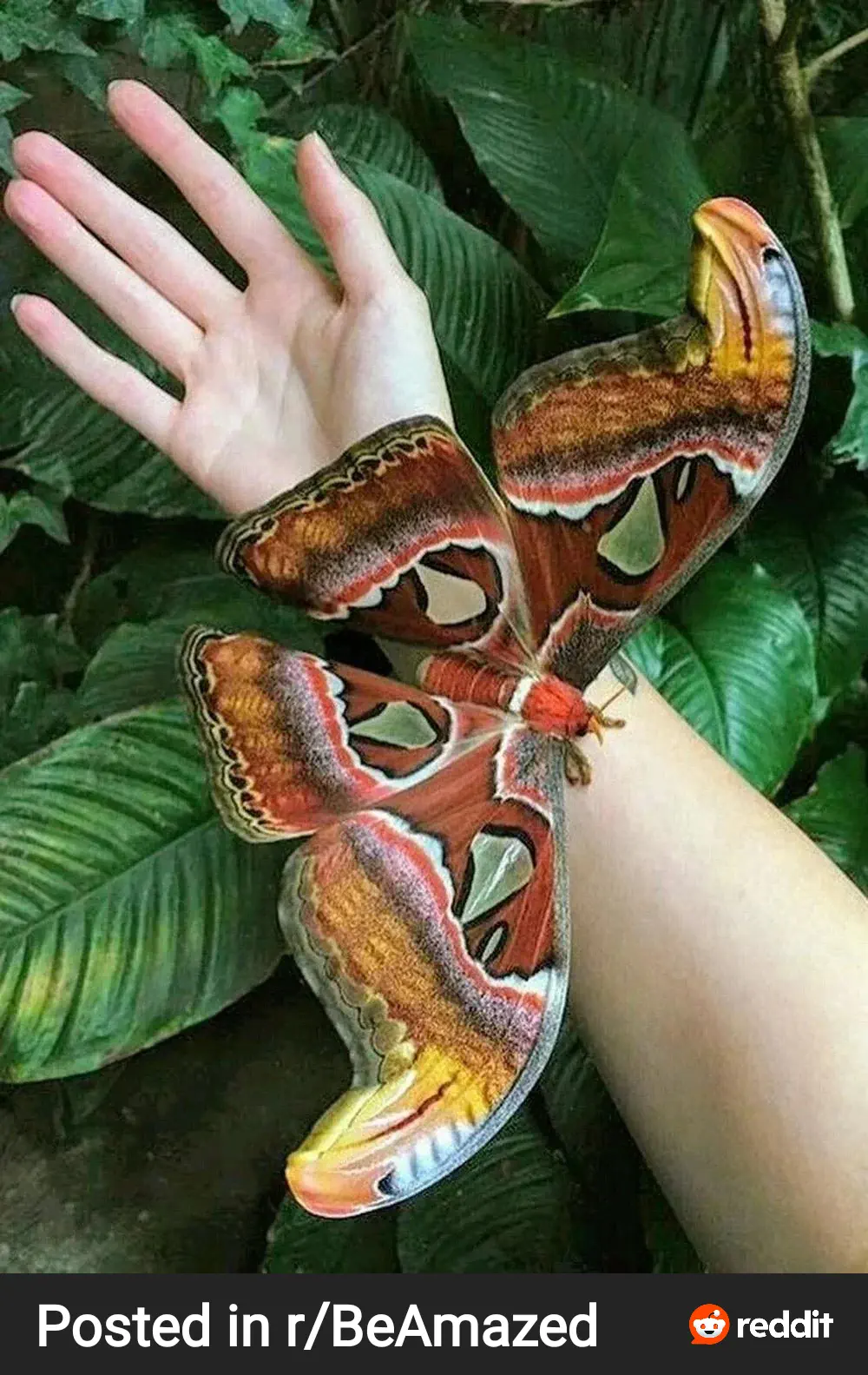 POV: You vs These 8 Absolute Units That Broke Reality 16 Absolute Units of a moth