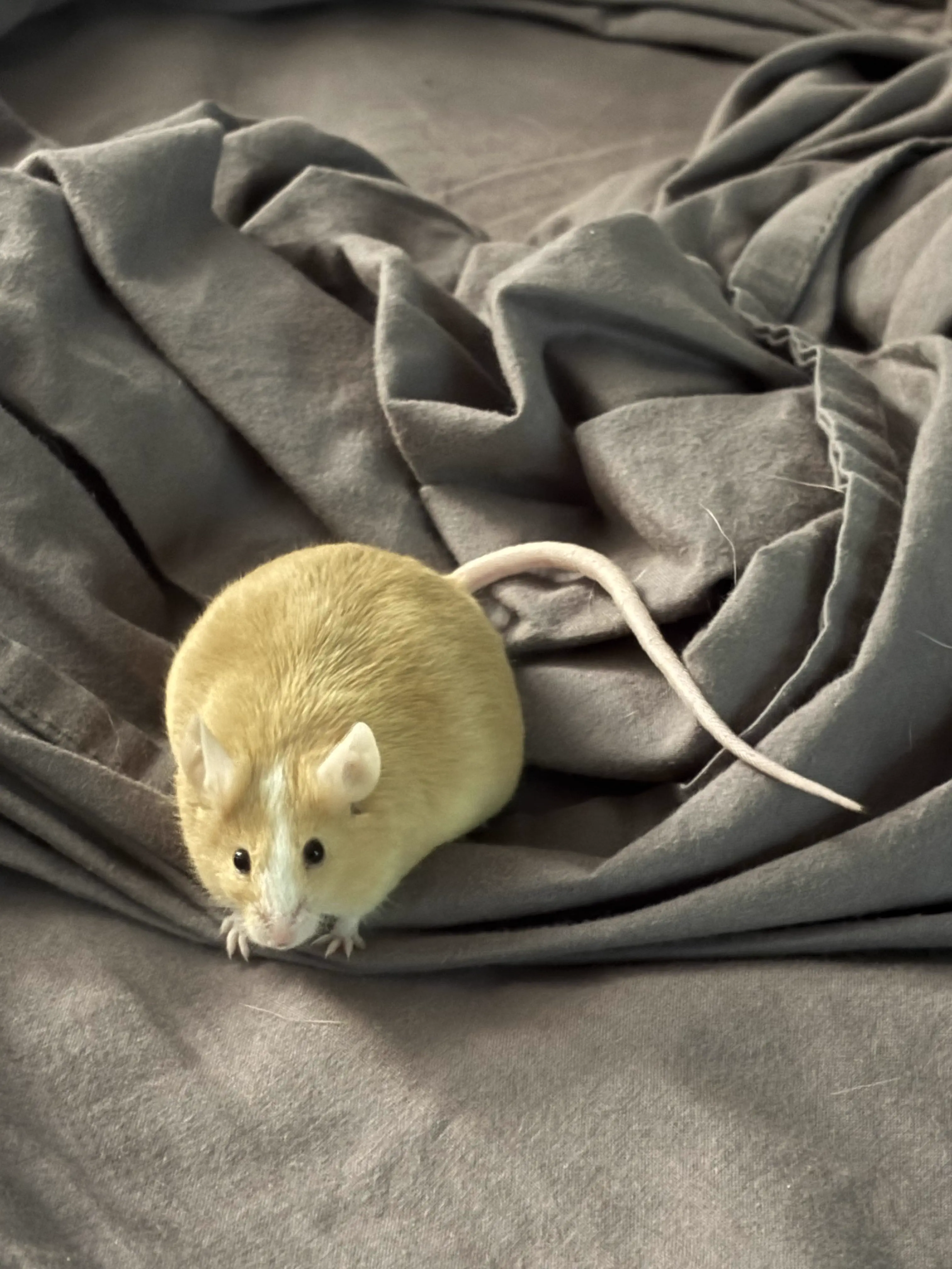 8 Chonky Legends That Stole Our Hearts Instantly đ«¶ 11 Absolute Units of a mouse