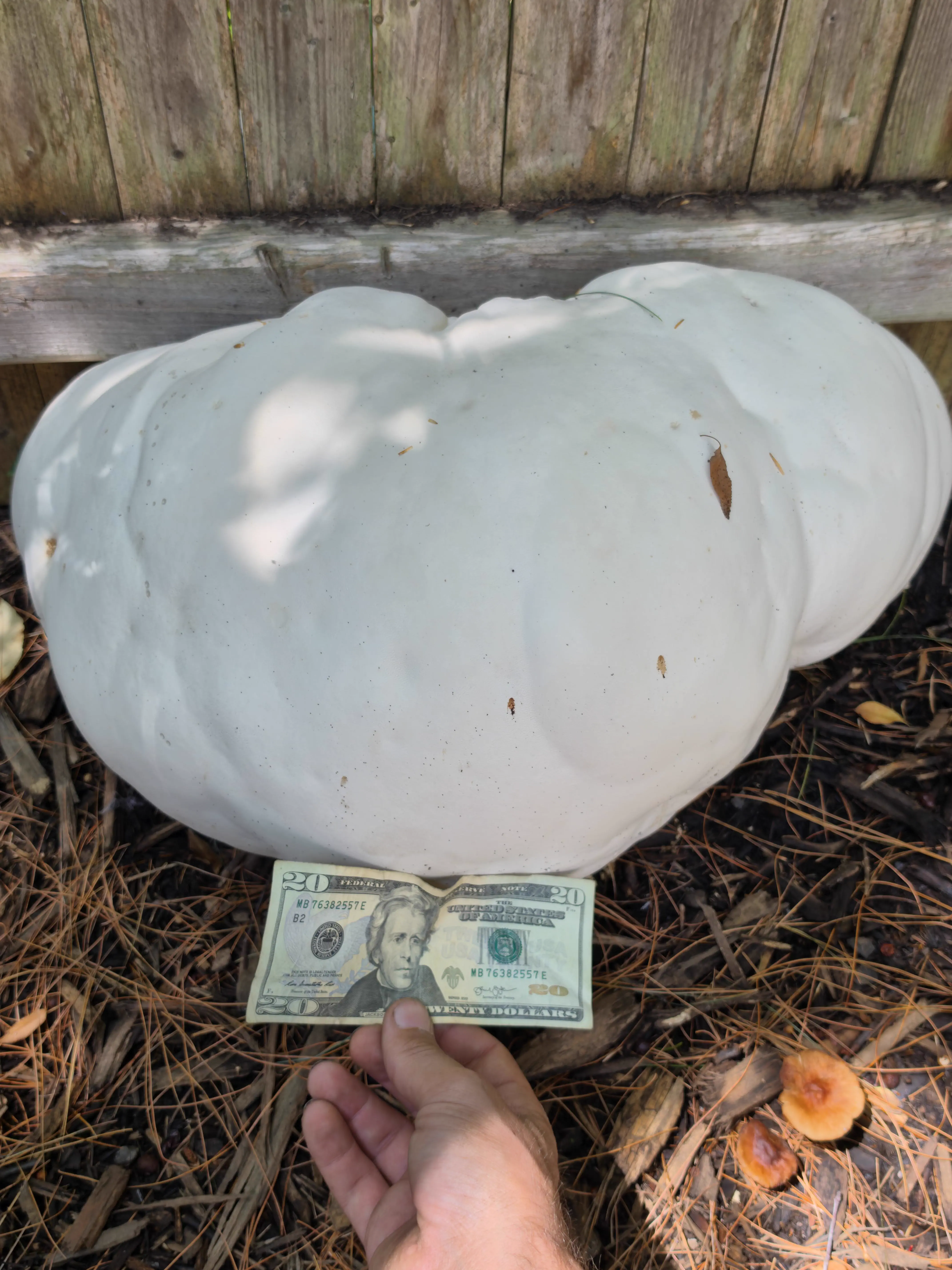 POV: You vs These 13 Absolute Tanks of Pure Chaos đ« 27 Absolute Units of a mushroom