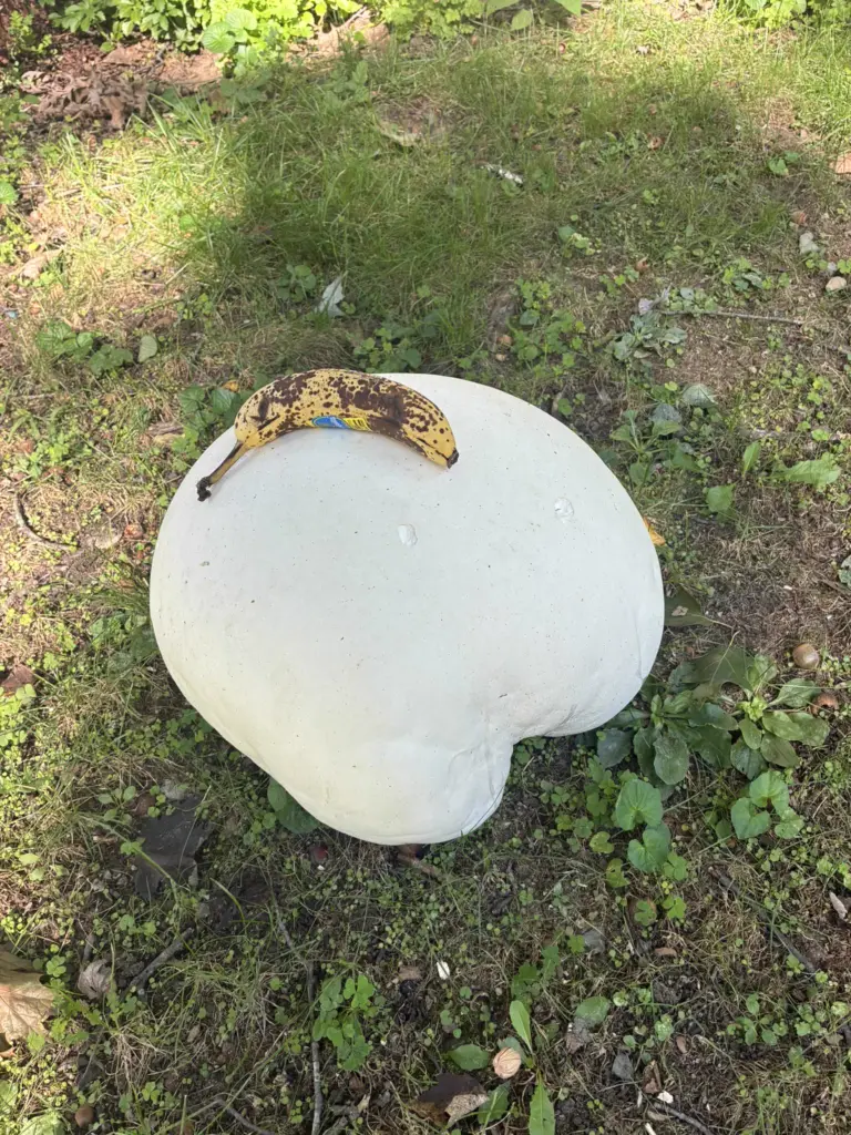 7 Everyday Things That Grew Into Absolute Tanks 🫠 50 absolute units of a mushroom in my backyard