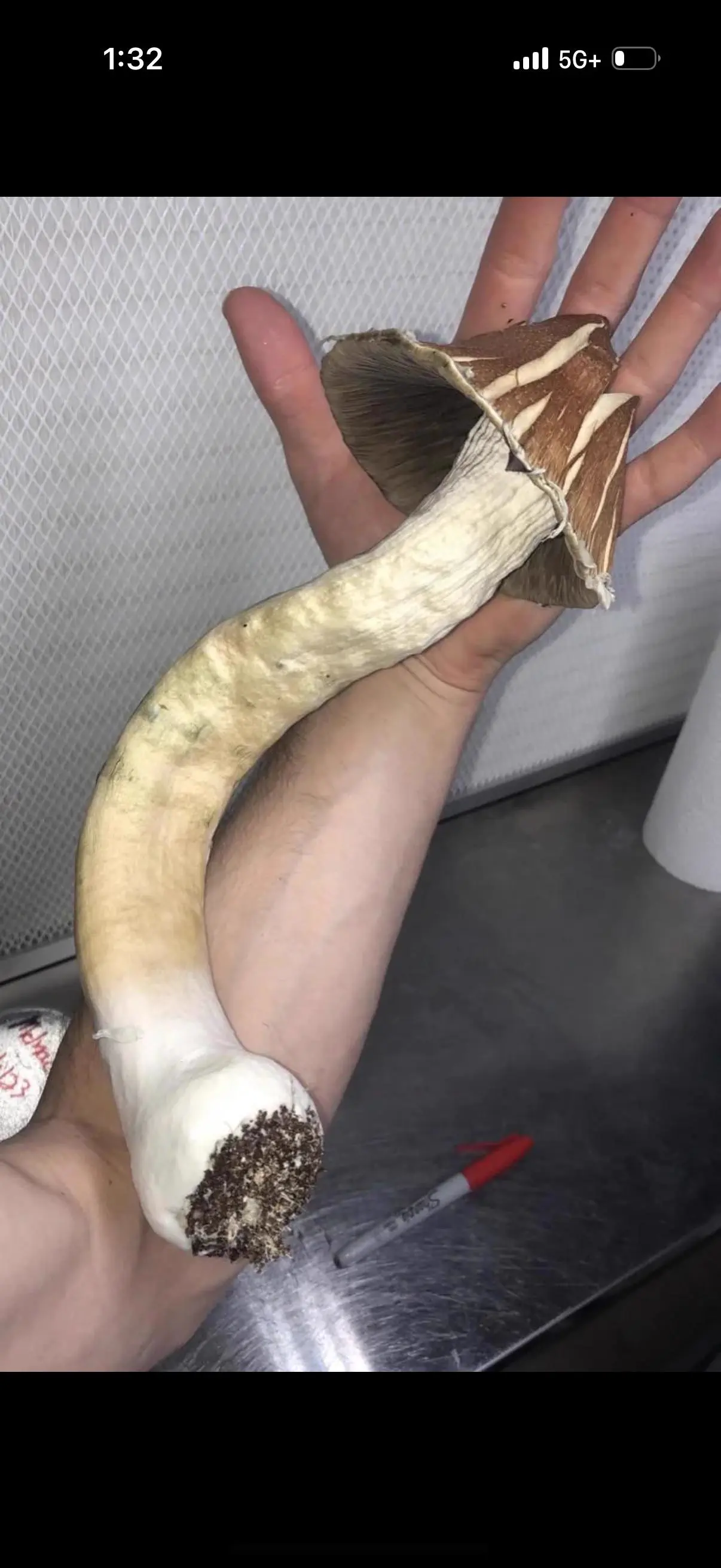 11 Absolute Units That Broke Our Brains Today đ« 20 Absolute Units of a mushroom