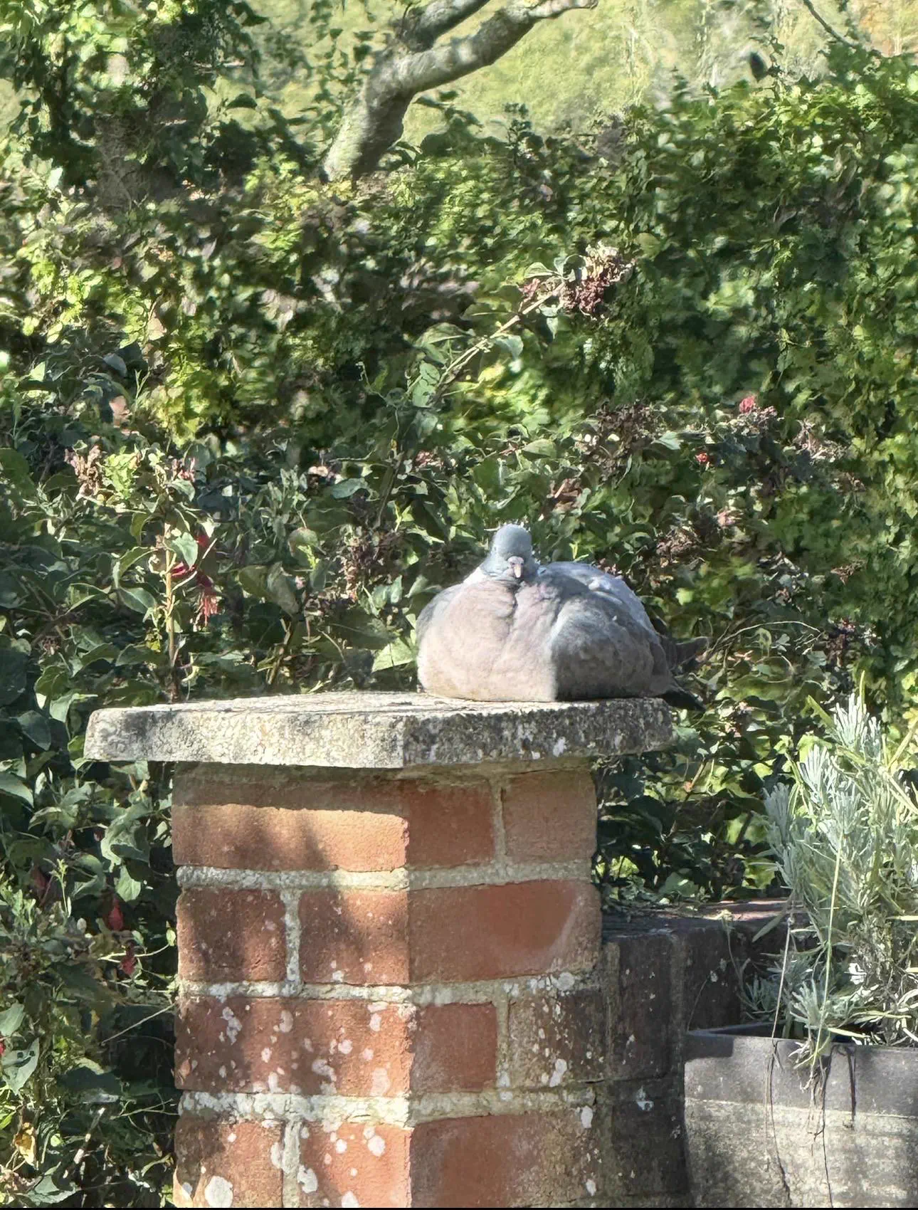 POV: You vs These 8 Absolute Units That Broke Reality 15 Absolute Units of a pigeon