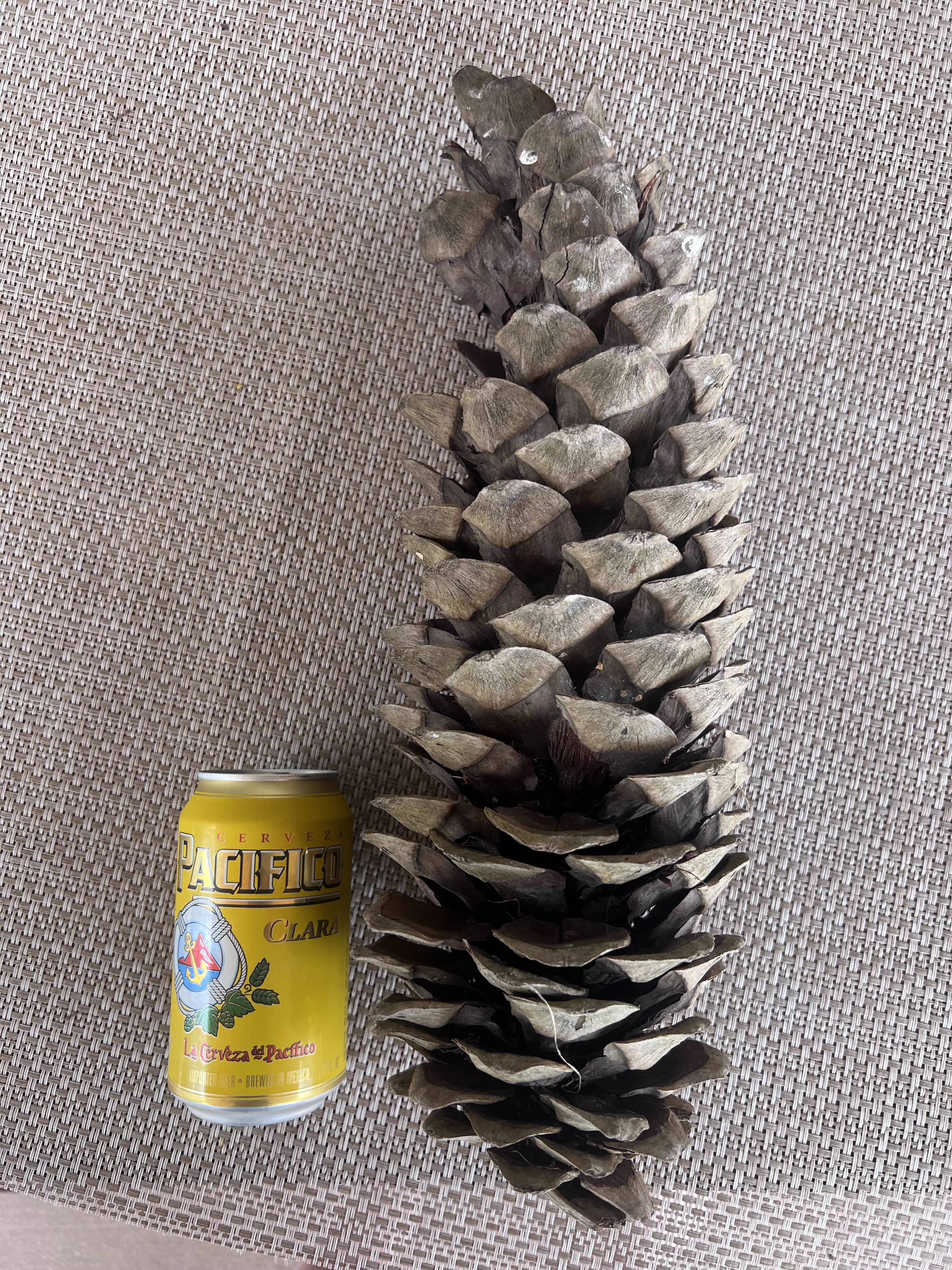 PUNCH: 10 Giants That Made Us Question Everything đ« 19 Absolute Units of a pine cone