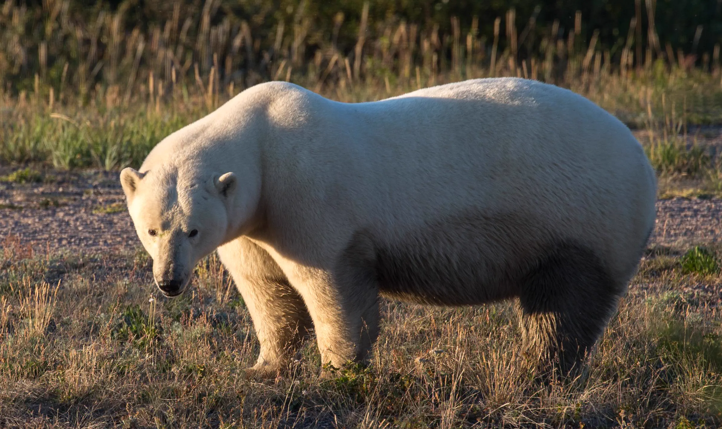 8 Oversized Wonders That Shouldn't Be Real đ€Ż 17 Absolute Units of a polar bear