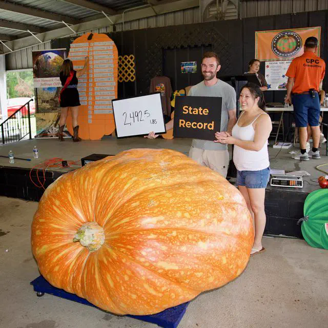 8 Everyday Objects That Mutated Into Absolute Units 16 Absolute Units of a pumpkin