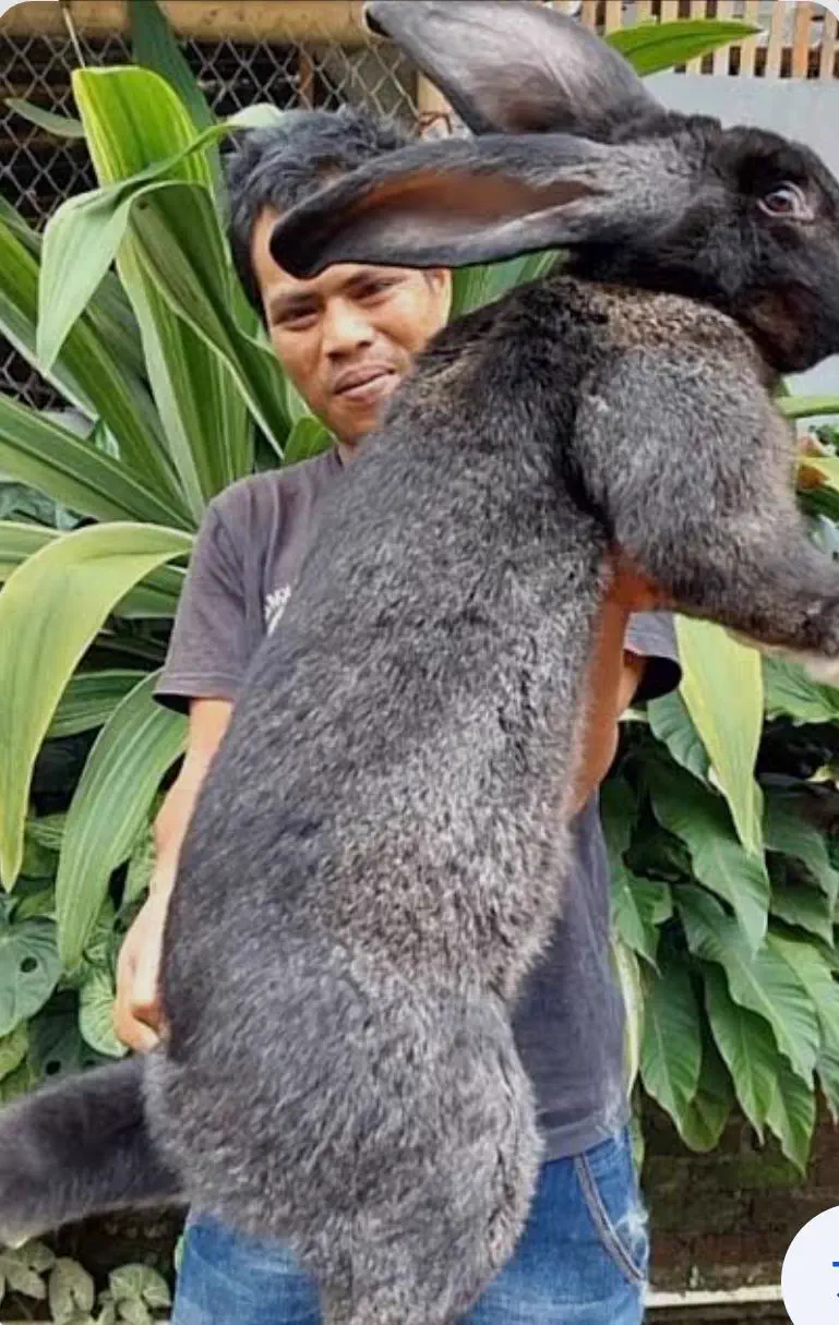 POV: You vs These 13 Absolute Tanks of Pure Chaos đ« 22 Absolute Units of a rabbit