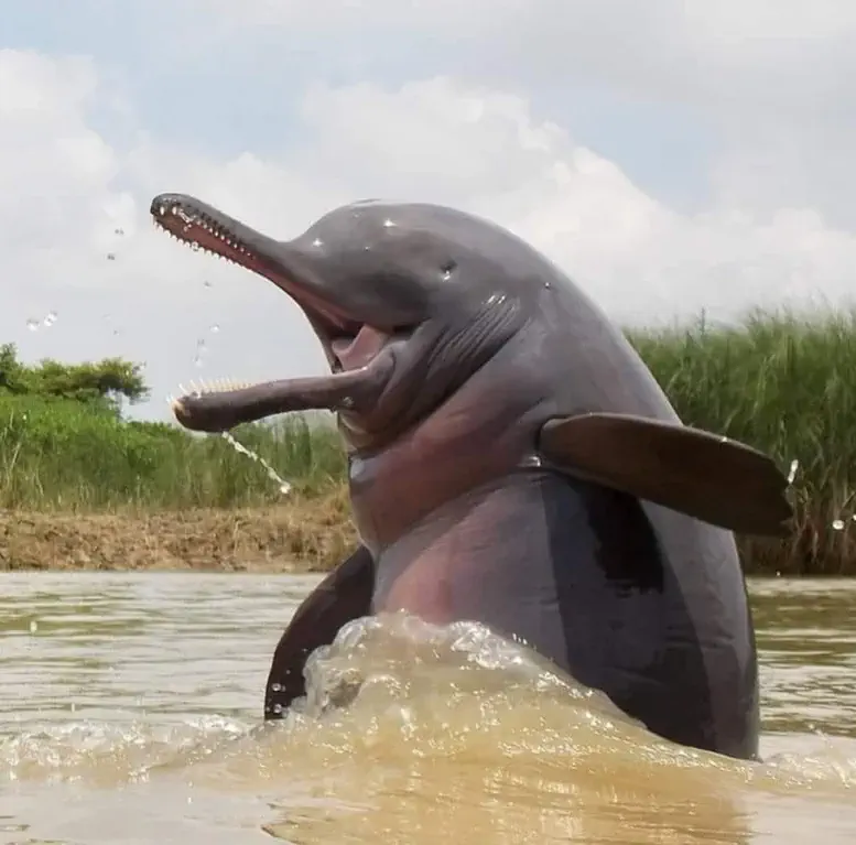 11 Absolute Units That Broke Our Brains Today đ« 15 Absolute Units of a river dolphin