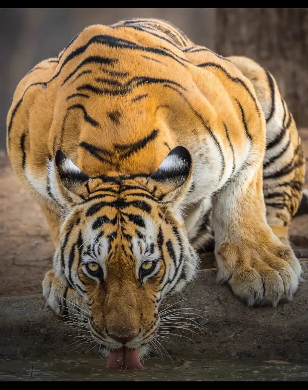 8 Oversized Wonders That Shouldn't Be Real đ€Ż 11 Absolute Units of a Royal Bengal Tiger