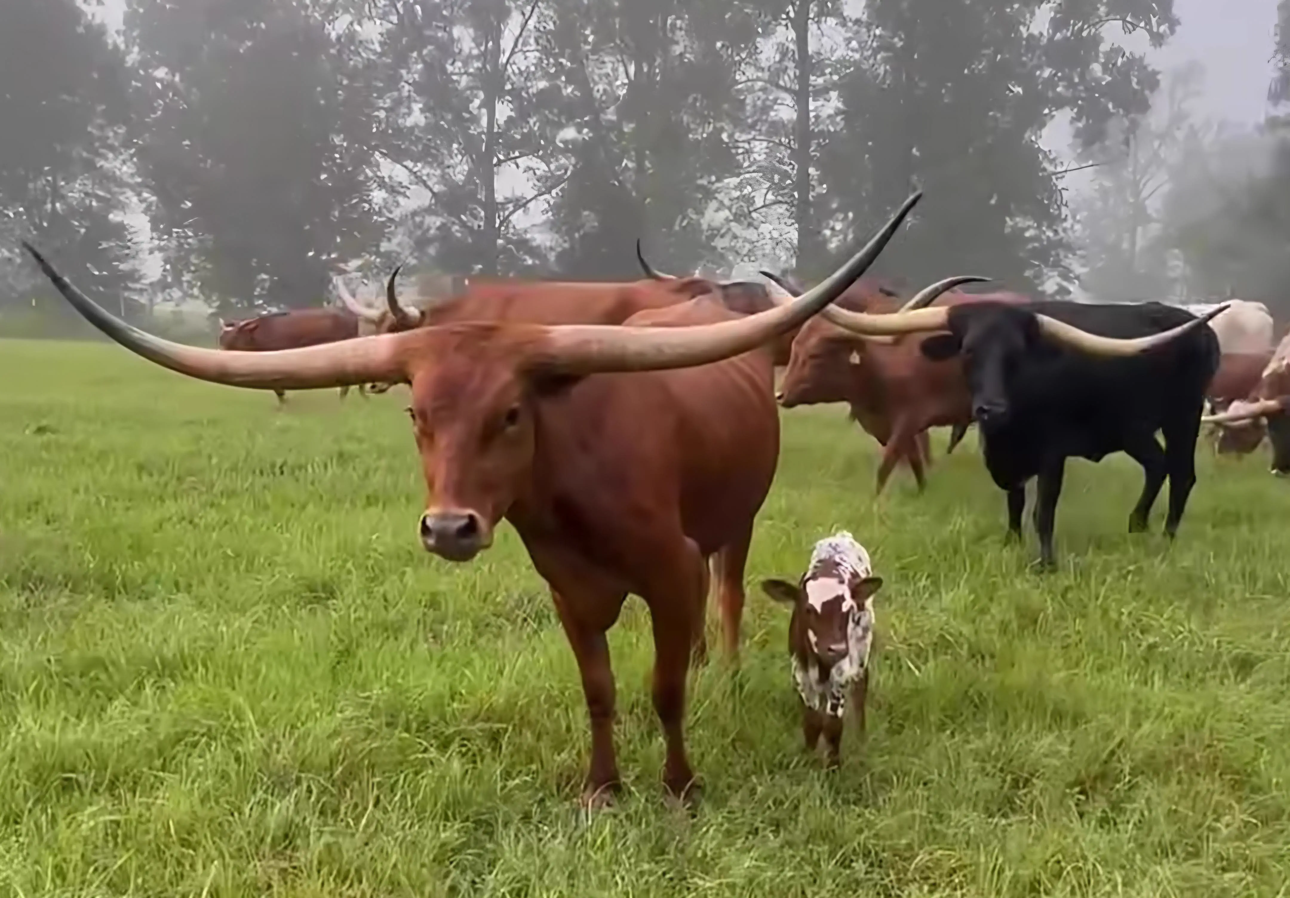 7 Everyday Things That Grew Into Absolute Tanks đ« 10 Absolute Units of a set of horns