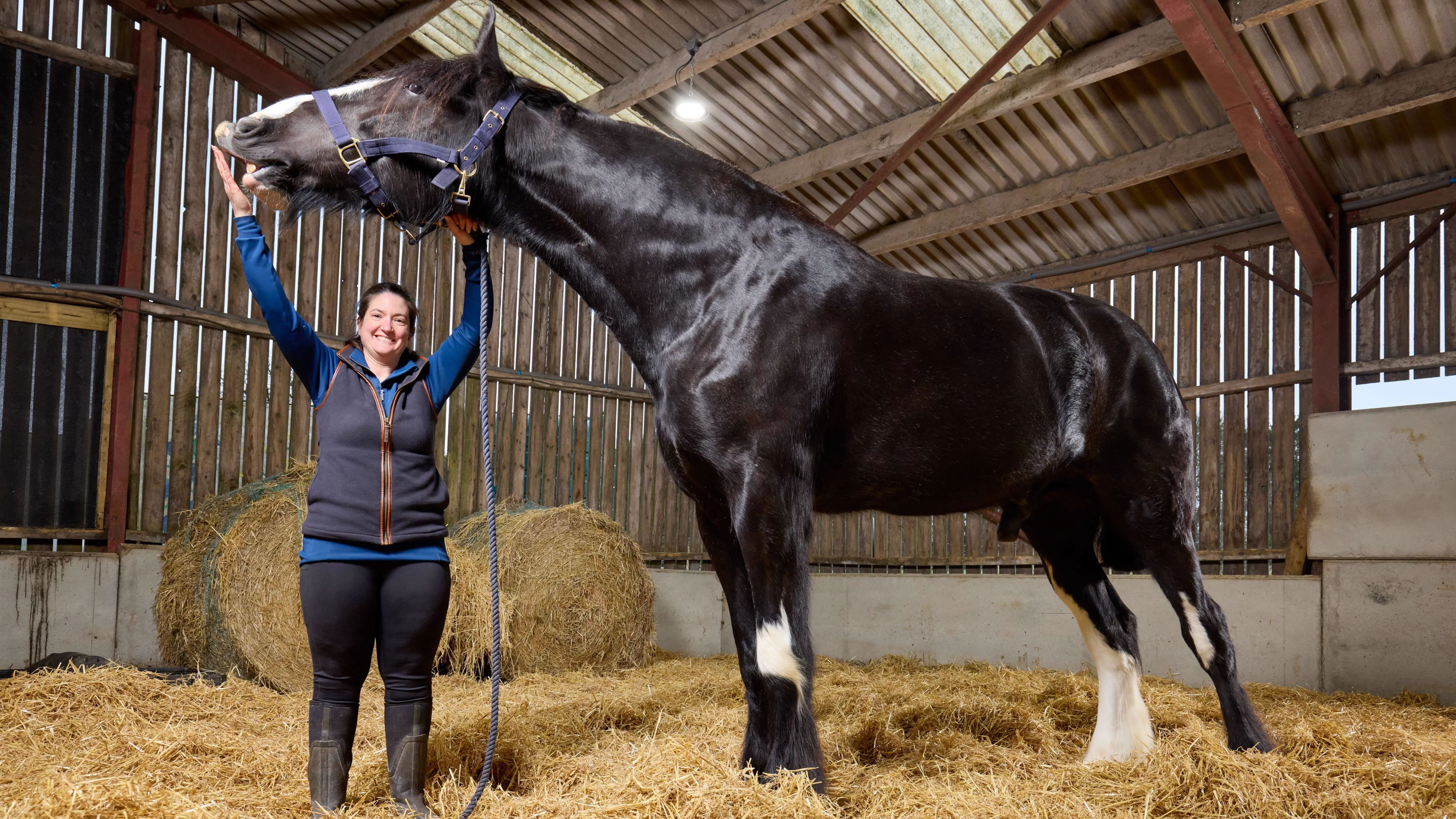9 Oversized Legends That Rewrote the Laws of Scale 17 Absolute Units of a shire horse