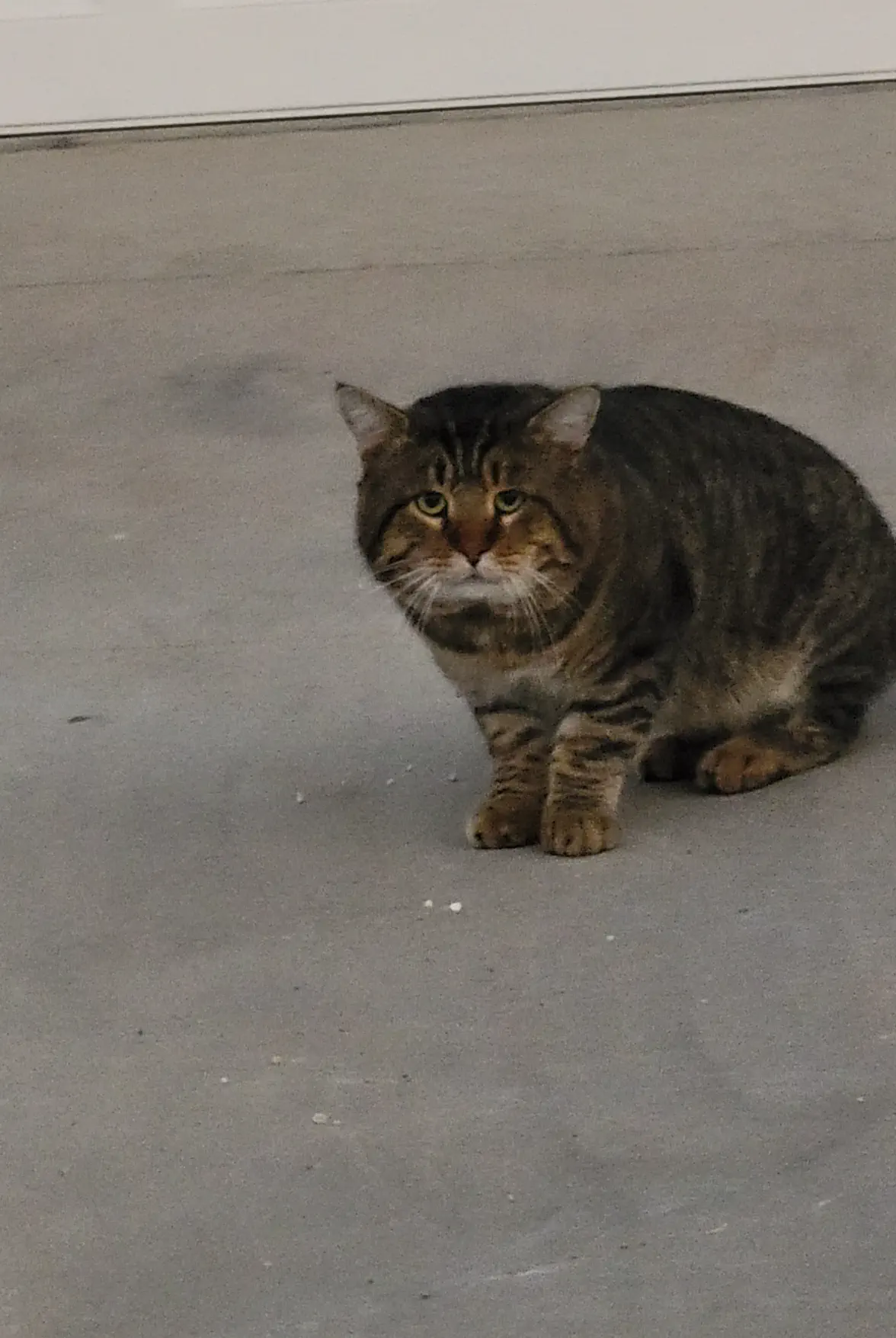11 Oversized Legends That Rewrote the Rulebook đ« 15 Absolute Units of a stray cat