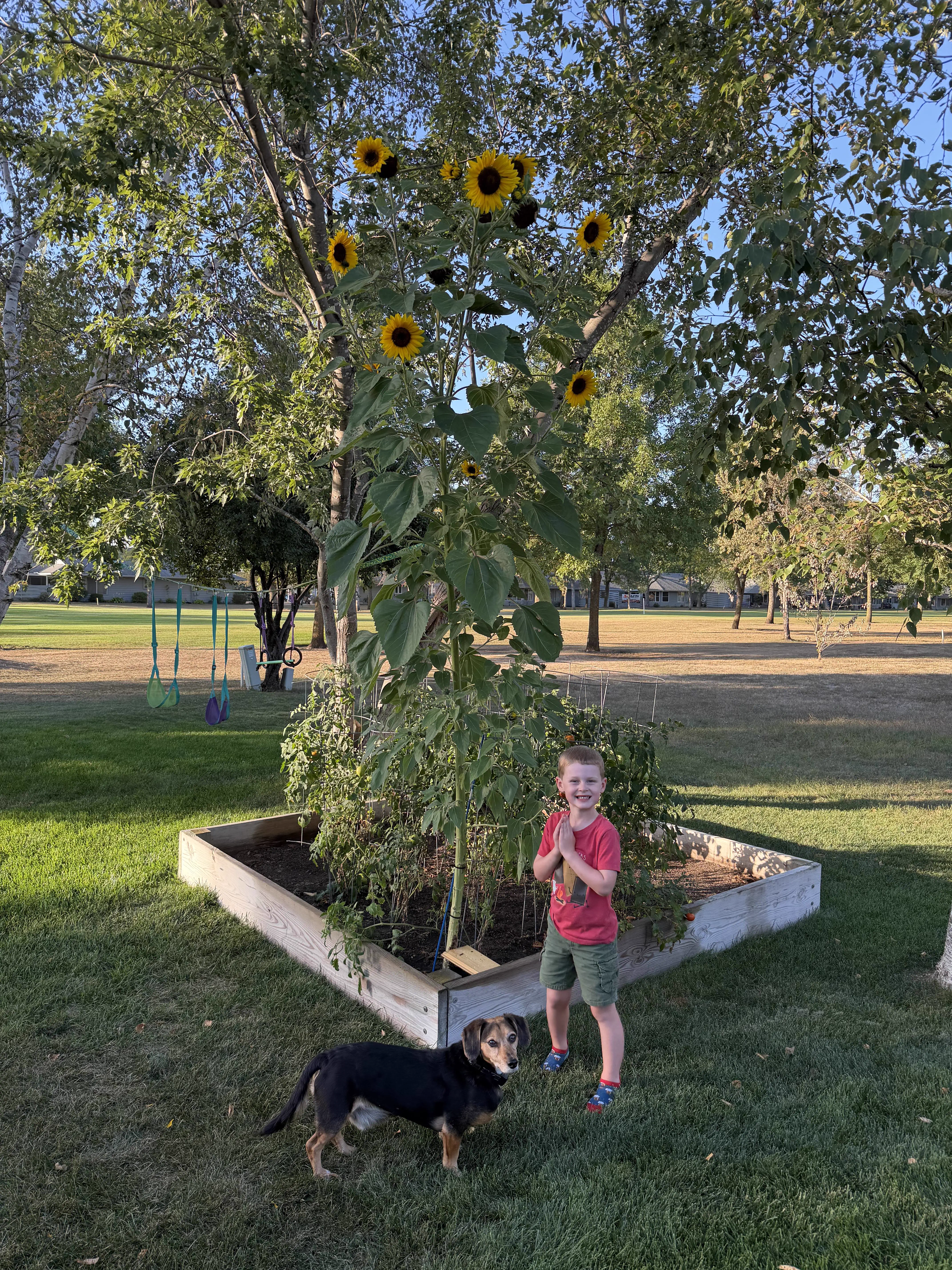 11 Oversized Legends That Rewrote the Rulebook đ« 21 Absolute Units of a sunflower