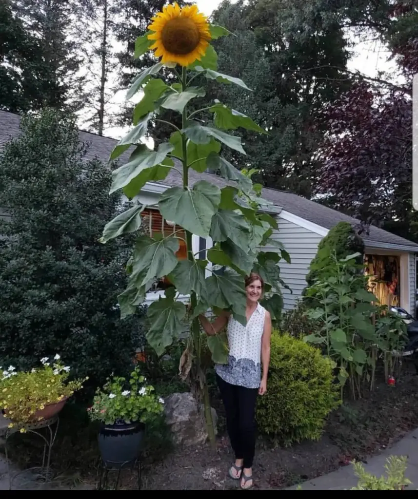 POV: You vs These 6 Absolute Tanks of Chaos đ« 8 absolute units of a sunflower