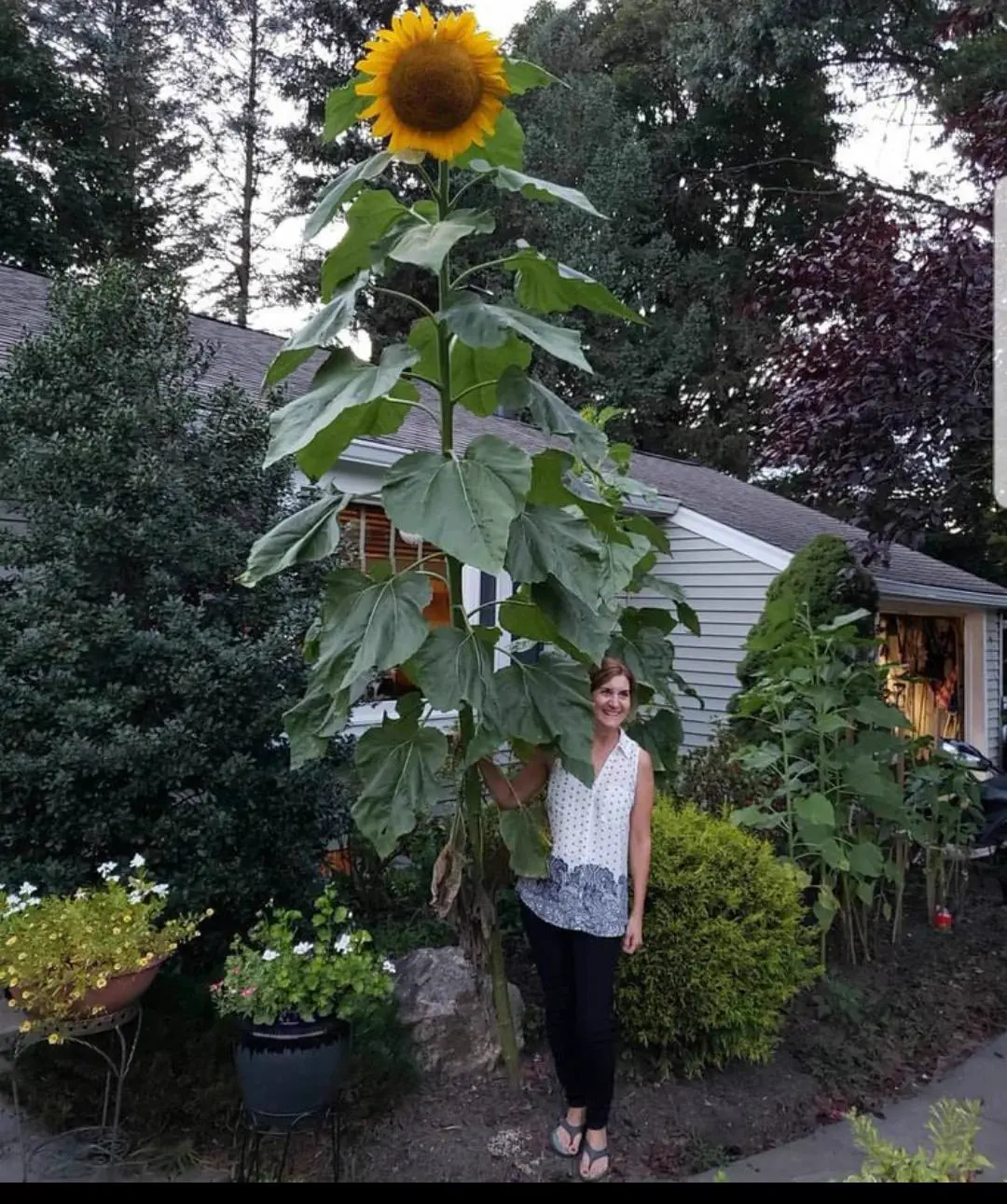 POV: You vs These 6 Absolute Tanks of Chaos đ« 11 Absolute Units of a sunflower