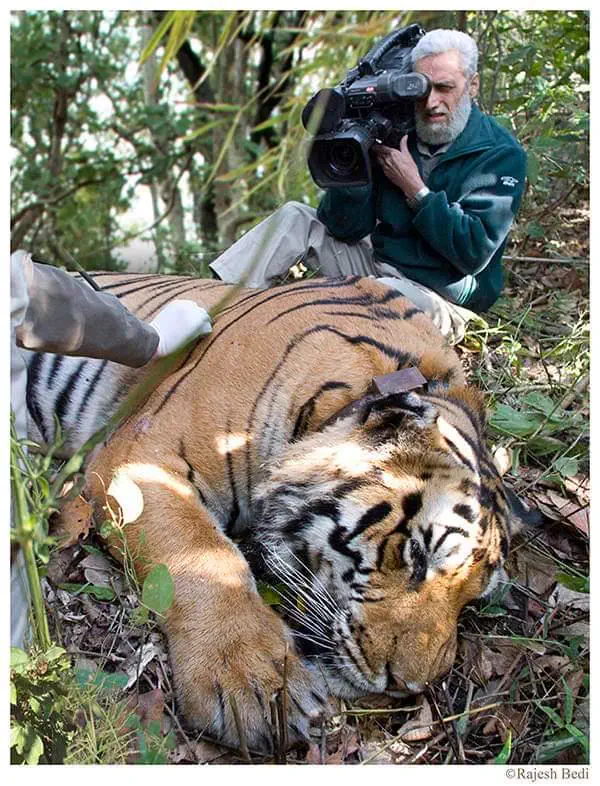 Why Are These 10 Absolute Units So Massive? đ« 21 Absolute Units of a tiger