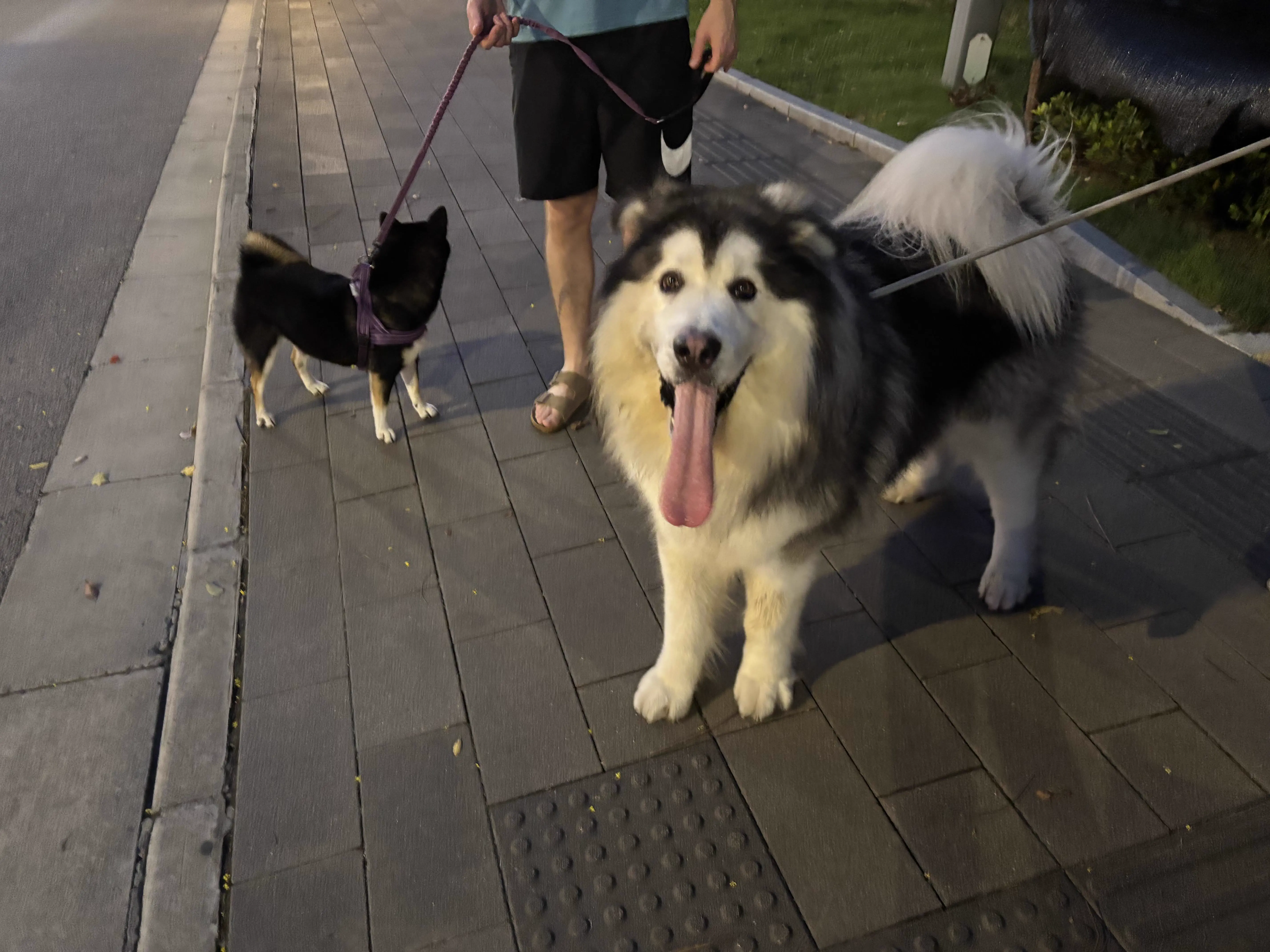 6 Chaotic Creatures Built Different đ« 13 Absolute Units of a tongue