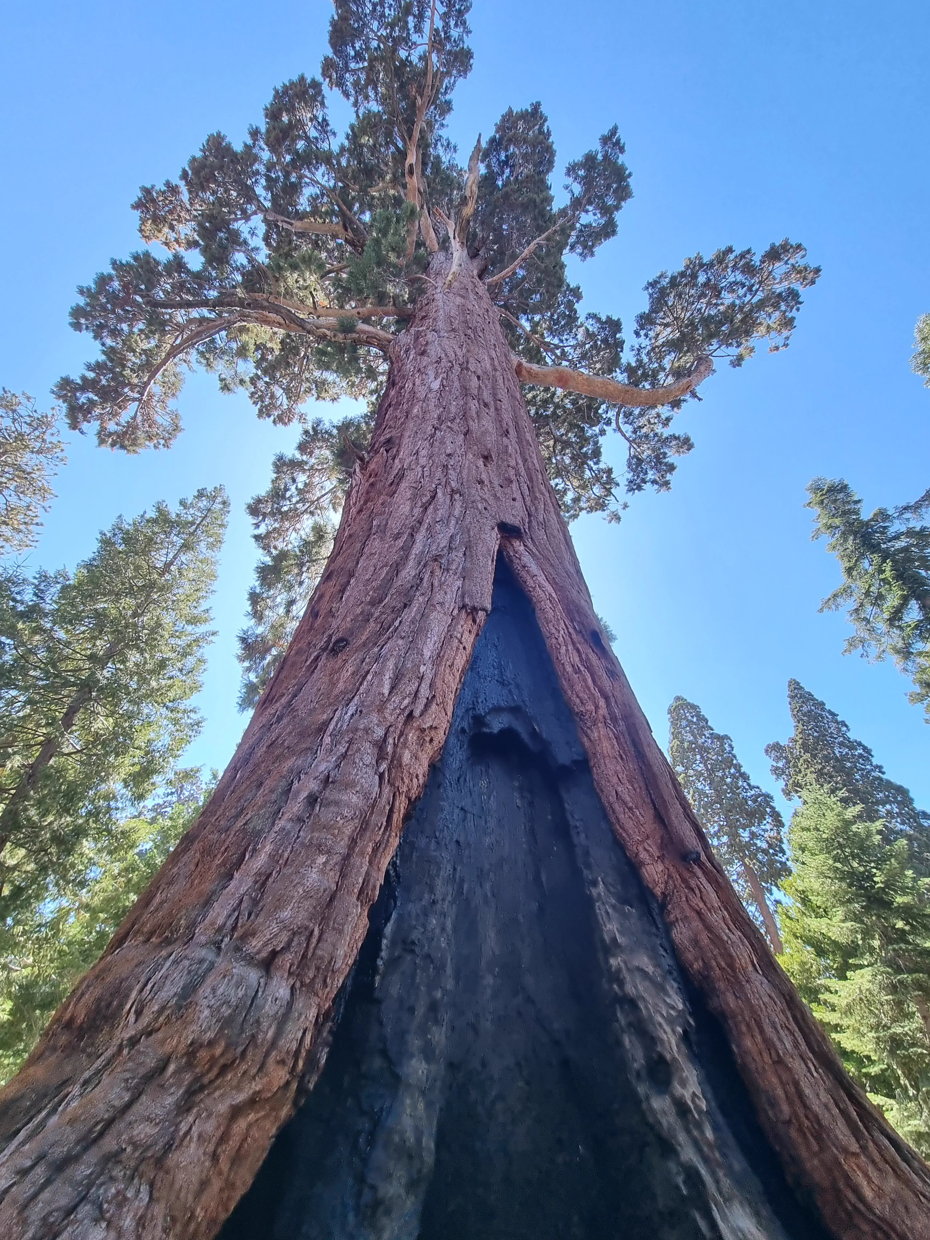 13 Absolute Units That Look Photoshopped But Aren't đ« 22 Absolute Units of a tree