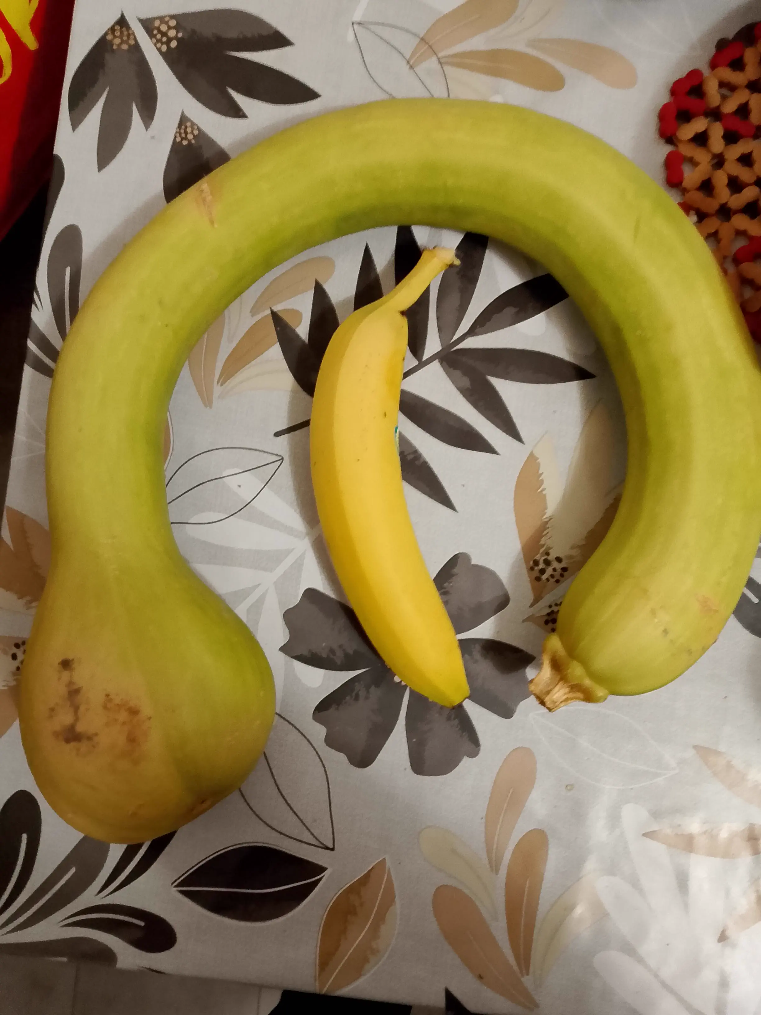 Wait Till You See These 5 Wonders Built Different đ« 11 Giant oversized vegetable dwarfing a person