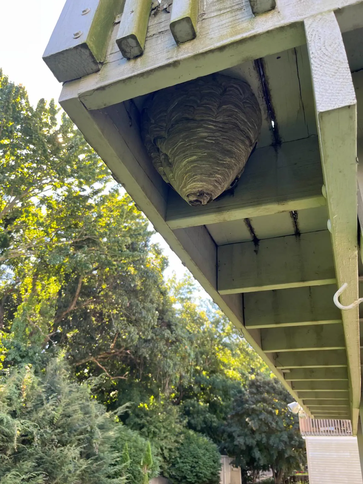 POV: You vs These 5 Absolute Tanks of Pure Chaos đ« 9 Absolute Units of a Wasp Nest