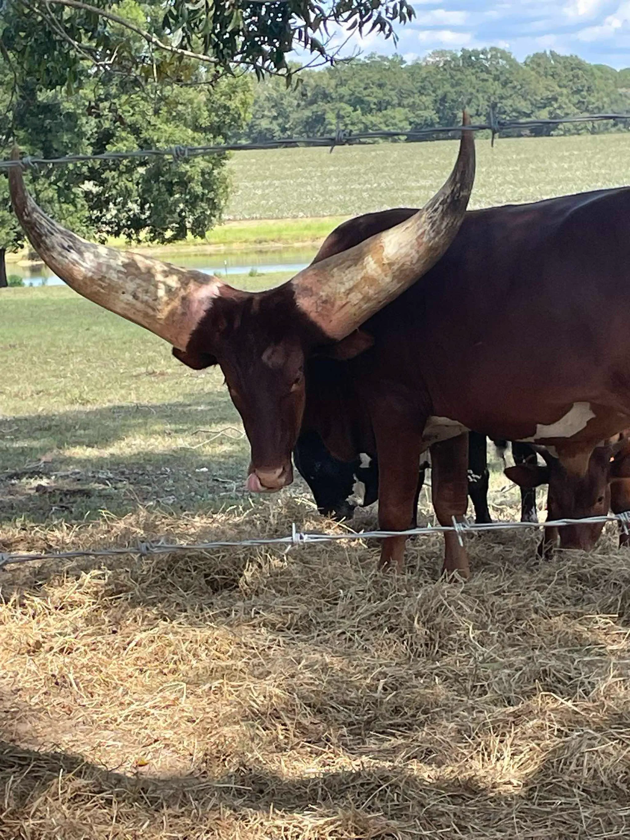 13 Absolute Units That Look Photoshopped But Aren't đ« 18 Absolute Units of a Watusi Bull