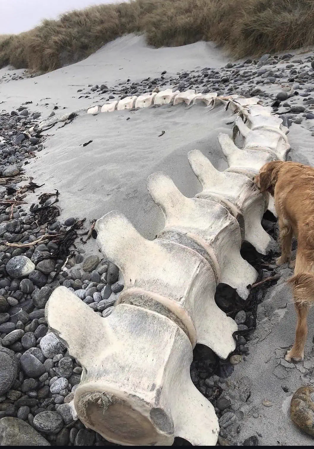 8 Chonky Legends That Stole Our Hearts Instantly đ«¶ 16 Absolute Units of a whale spine