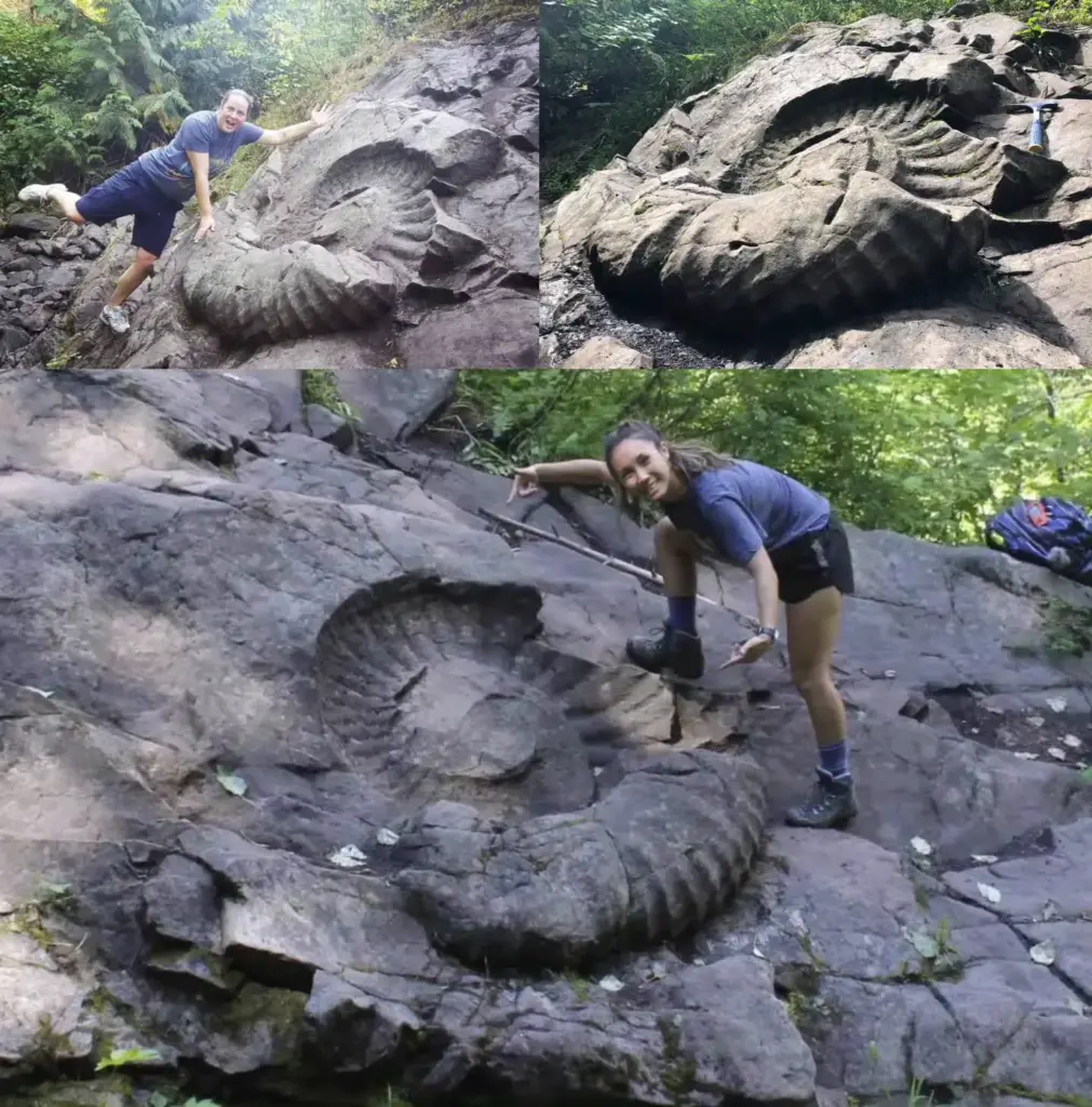 14 Absolute Units That Made Us Question Everything đ« 16 absolute units of an ammonite shell