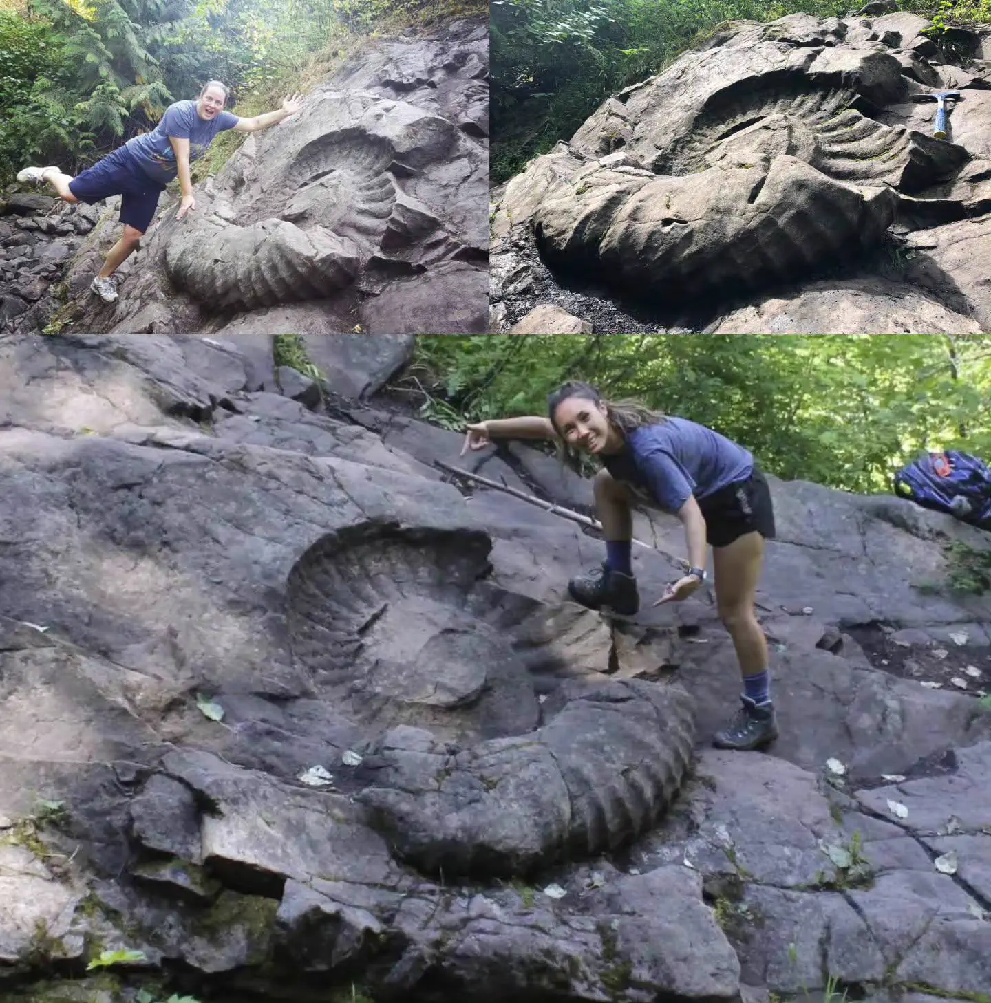 14 Absolute Units That Made Us Question Everything đ« 23 Absolute Units of an Ammonite Shell