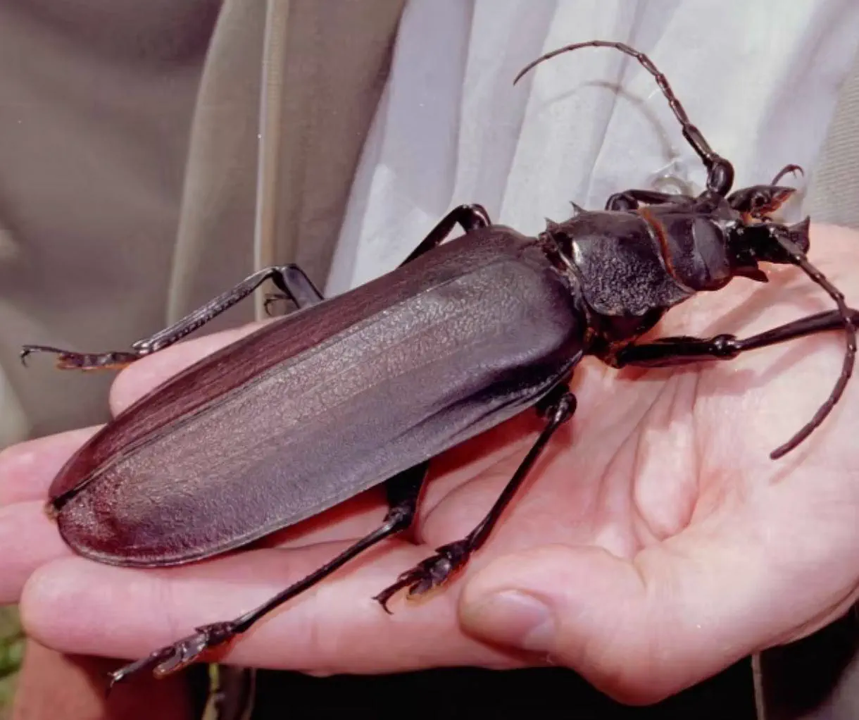 POV: You vs These 5 Absolute Tanks of Pure Chaos đ« 11 Absolute Units of an Insect