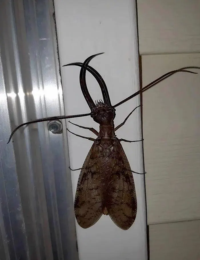 6 Chaotic Creatures Built Different đ« 12 Absolute Units of an insect