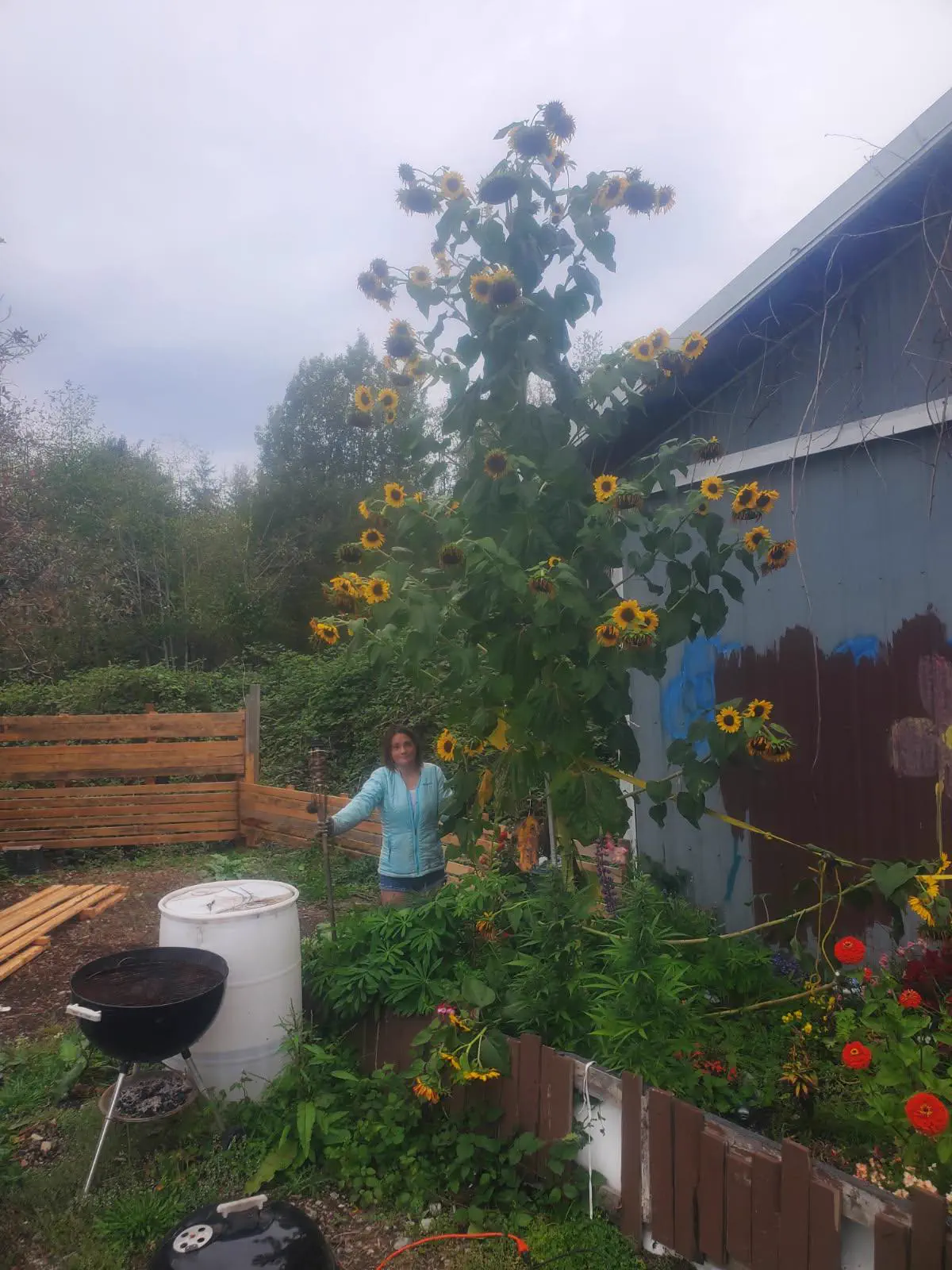 8 Mundane Things That Mutated Into Pure Chaos đ« 16 Absolute Units of behemoth sunflower