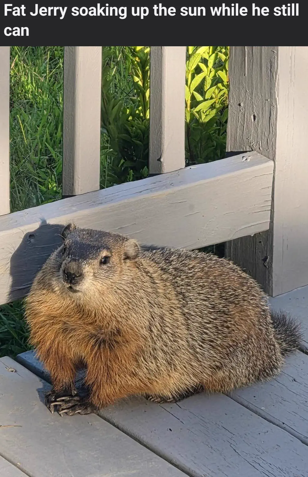 POV: You vs These 8 Absolute Units That Broke Reality 12 Absolute Units of groundhog