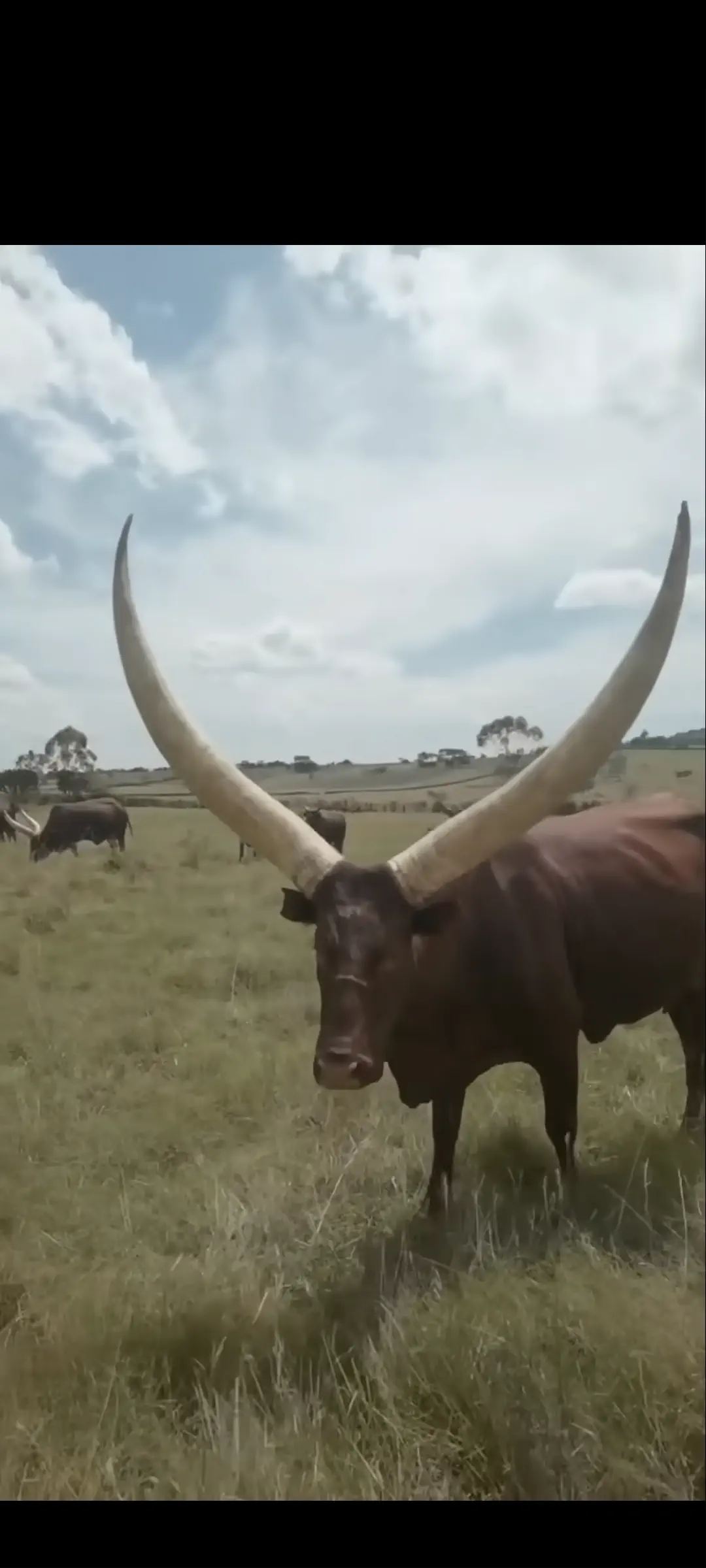 POV: You vs These 8 Absolute Units That Broke Reality 10 Absolute Units of horns