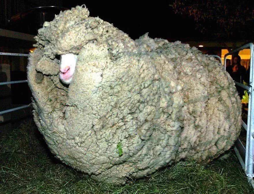 Wait Till You See These 5 Wonders Built Different đ« 8 Shrek the sheep with six years of overgrown fleece