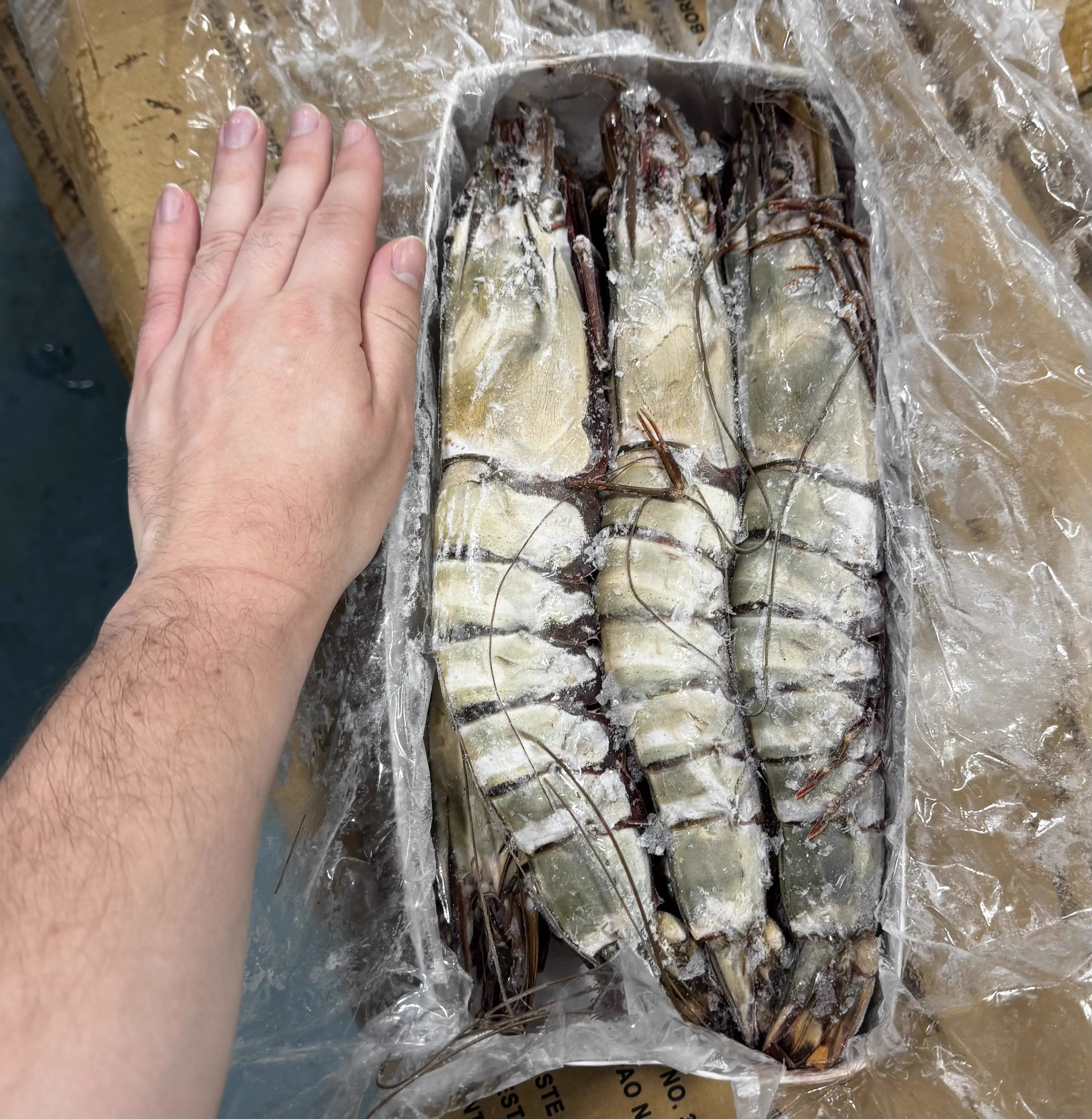 9 Unhinged Absolute Units That Rewrote the Rules of Reality 11 Absolute Units of shrimps