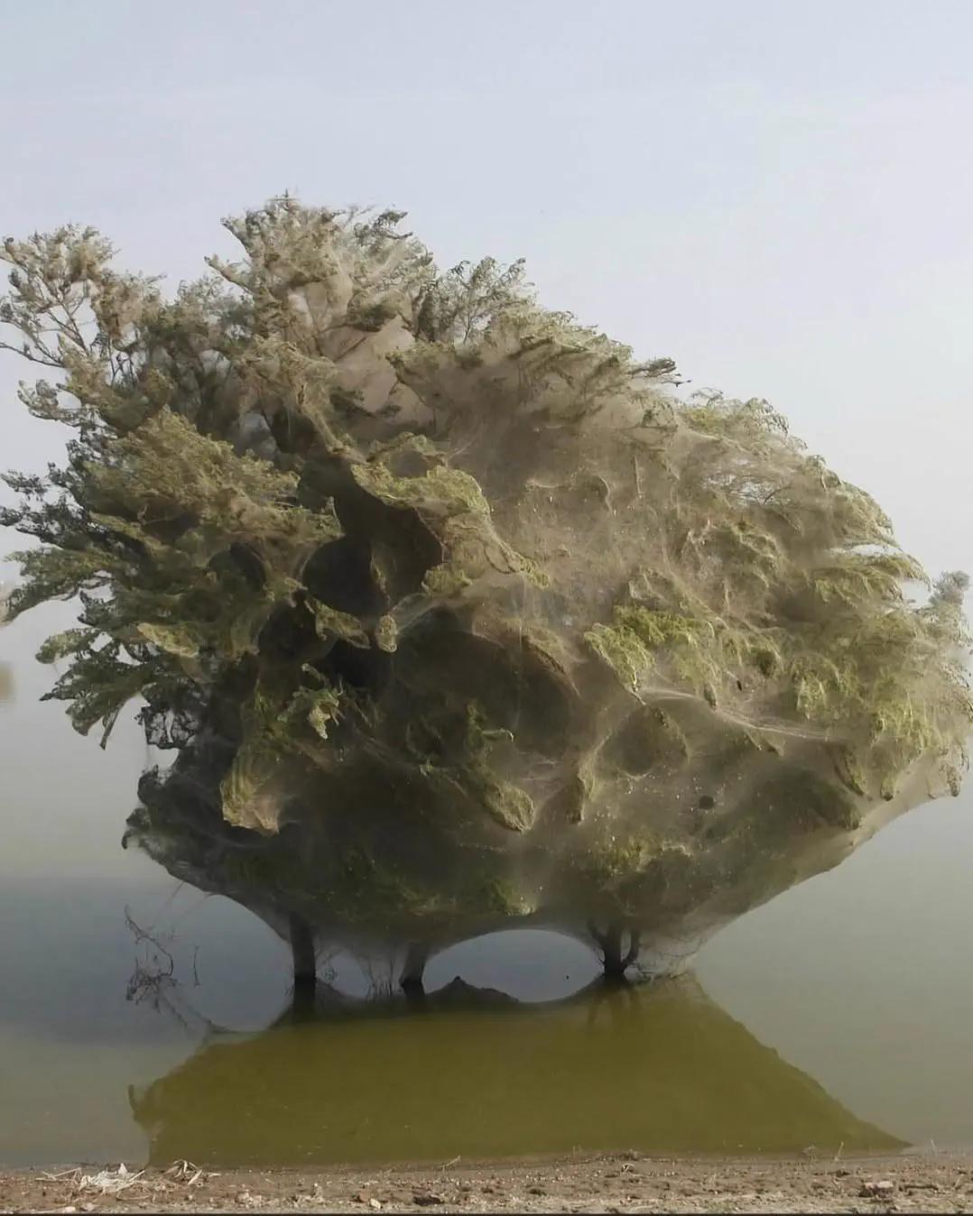 11 Everyday Objects That Puffed Up Into Absolute Units đ« 17 Absolute Units of siderweb in tree