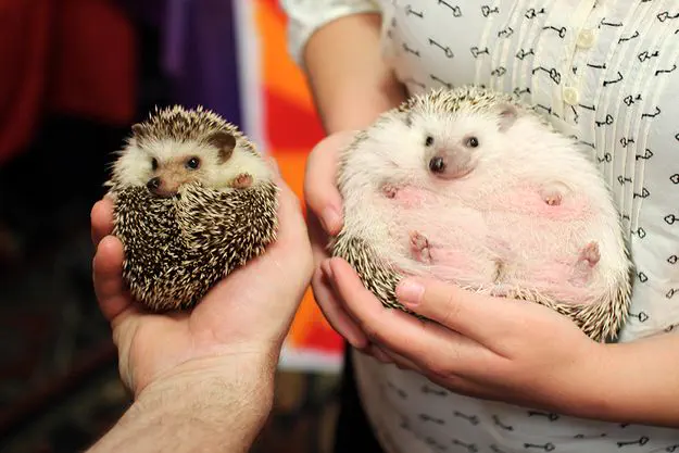 11 Absolute Units That Broke Our Brains Today đ« 13 absolute units overweight hedgehog compared to normal sized
