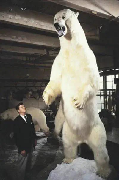 11 Oversized Legends That Rewrote the Rulebook đ« 18 Absolute Units The biggest polar bear ever recorded was in 1960, weighing in at around 2,200 lbs and standing at 12 foot, 9 inches tall.