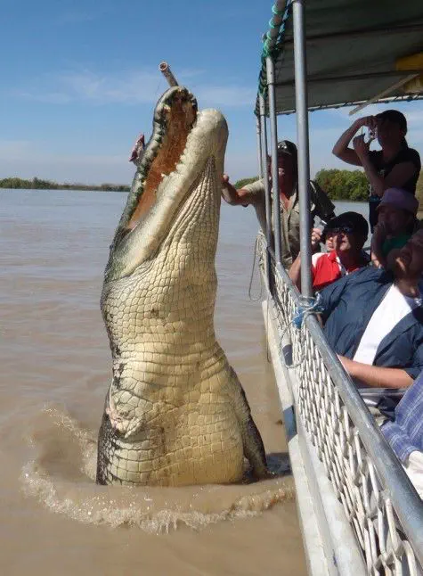 These 8 Everyday Objects Turned Into Absolute Units Overnight đ« 15 Massive 80 year old saltwater crocodile from Australia
