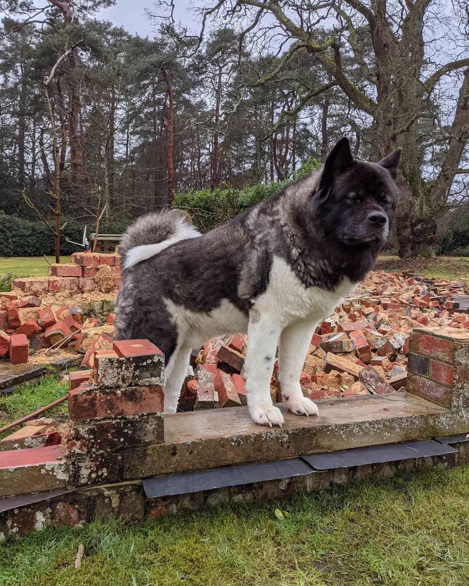 11 Absolute Units That Broke Our Brains Today đ« 21 Henry Cavill's dog Kal, a chonker