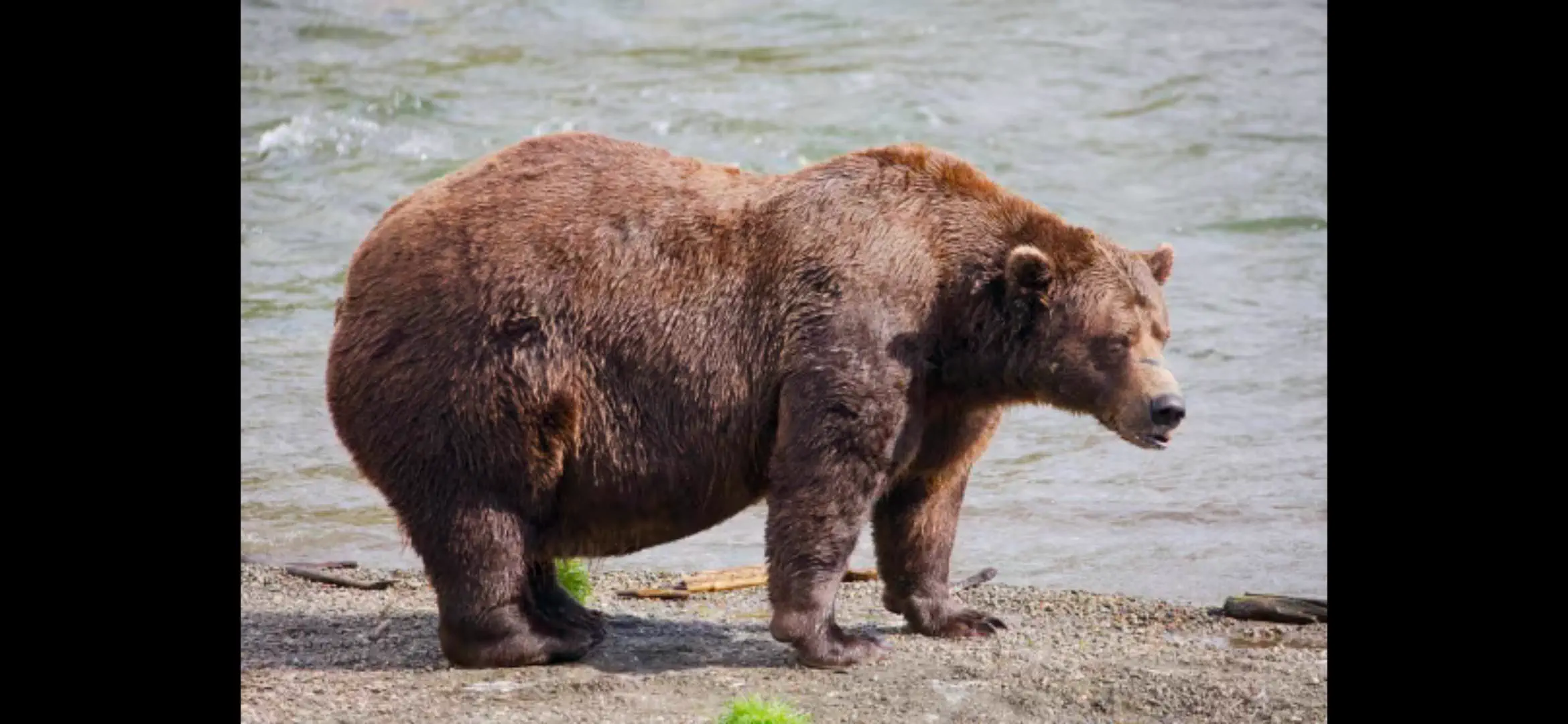 10 Everyday Things That Evolved Into Pure Chaos đ« 21 Absolute Units of a Bear