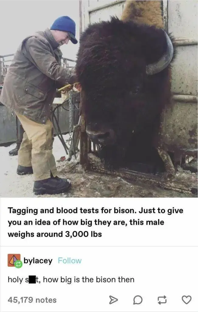 8 Giants So Ridiculously Large We Had to Look Twice 👀 17 absolute units of a bison