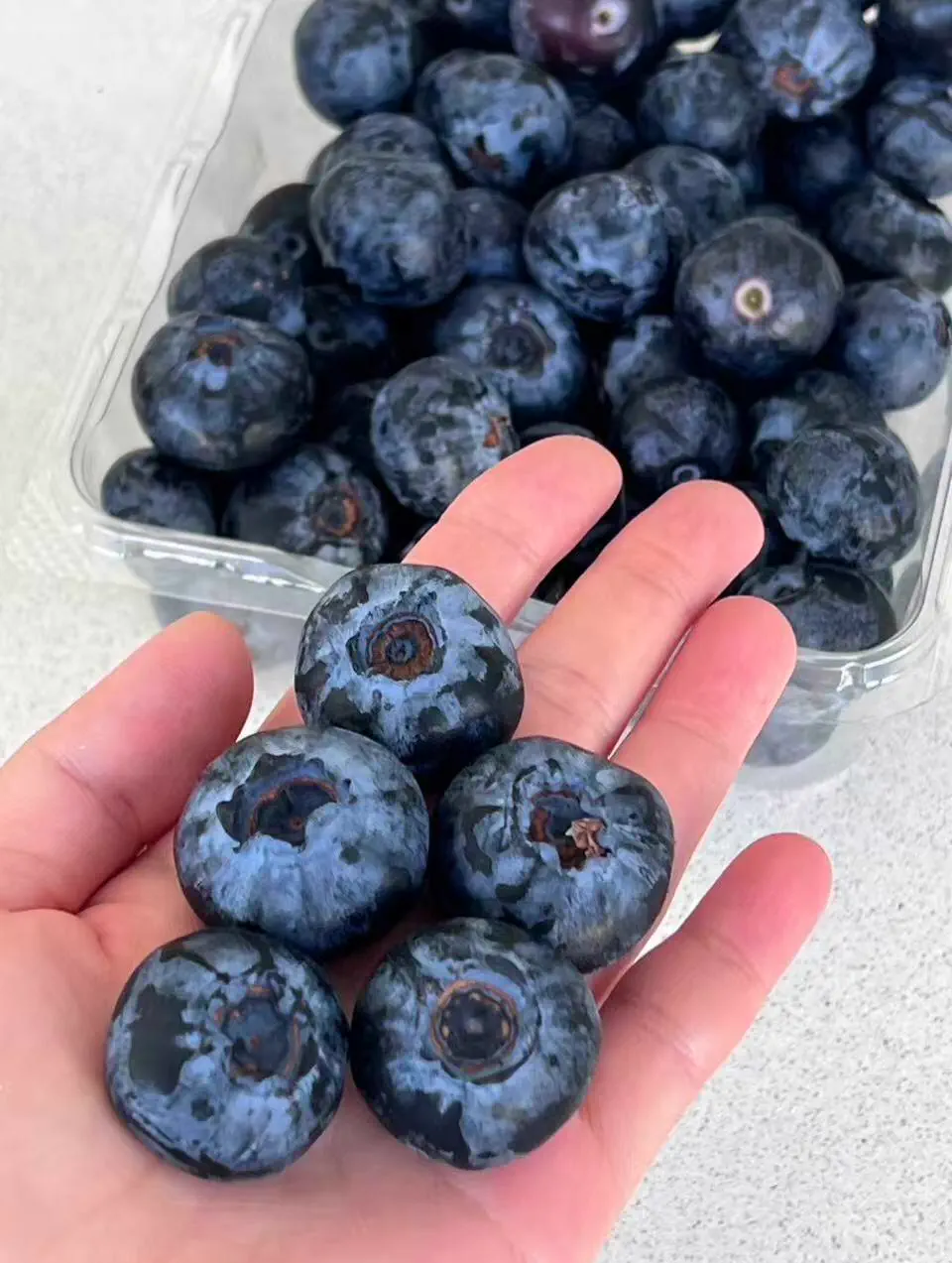 The 10 Chonkiest Units Ever Spotted in the Wild đ« 18 An enormous blueberry compared against a hand