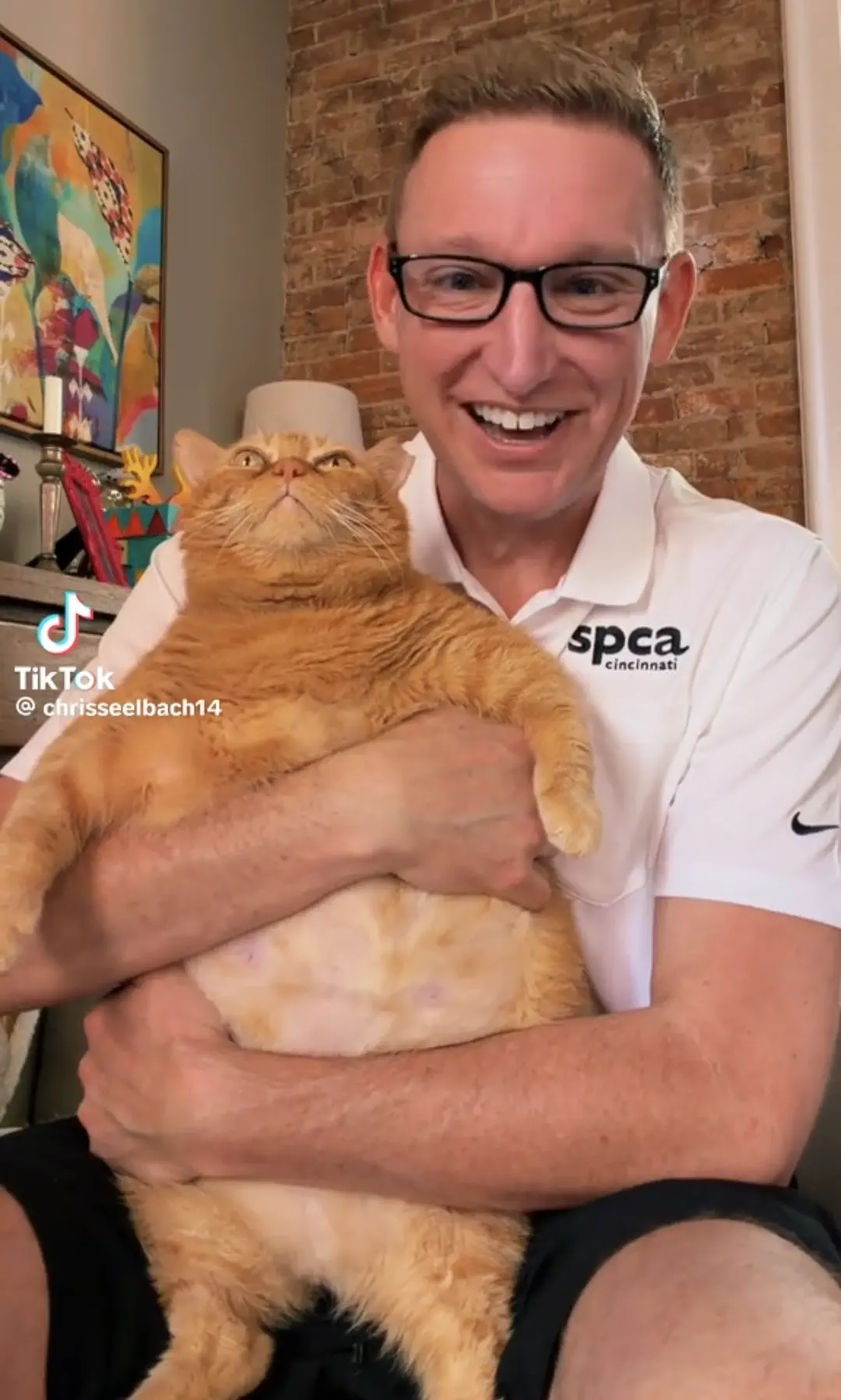 We Found 9 Chonky Units That Shouldn't Exist đ€Ż 16 Absolute Units of a cat