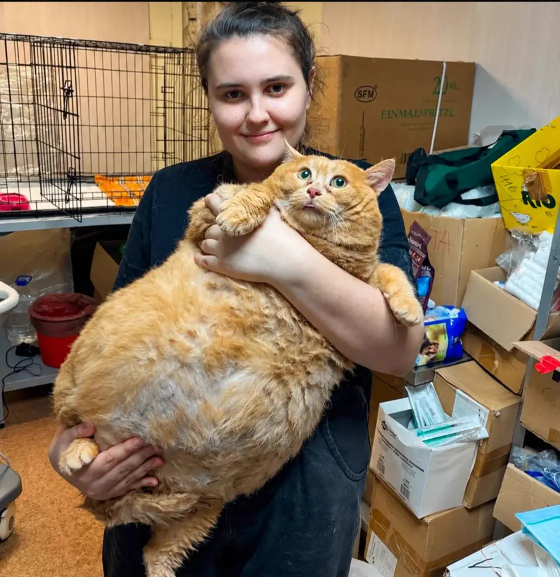 The 10 Chonkiest Units Ever Spotted in the Wild đ« 12 An enormous cat filling the entire frame