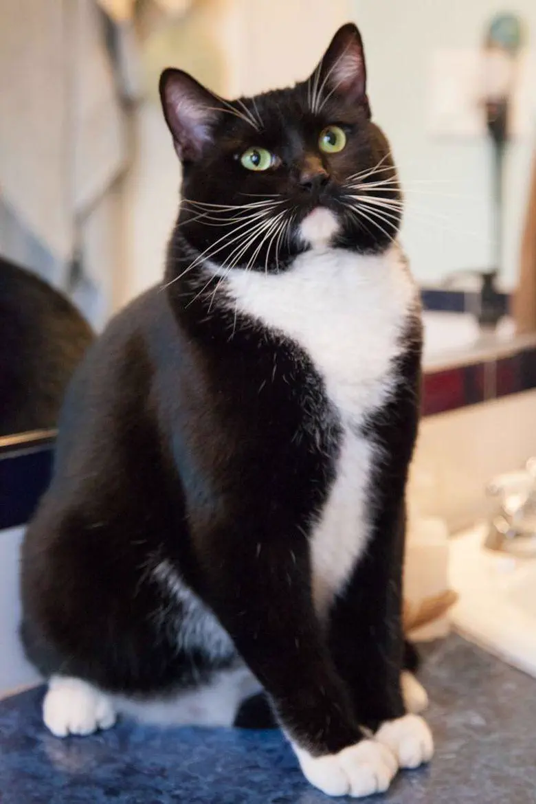The 8 Chonkiest Units Ever Caught In The Wild đ« 14 A very large adoptable cat in British Columbia, Canada