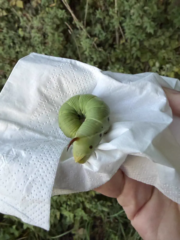 The 11 Most Colossal Units Ever Pulled From the Internet đ« 14 Absolute Units of a caterpillar