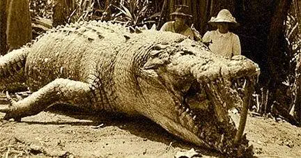 We Found 9 Chonky Units That Shouldn't Exist đ€Ż 14 Absolute Units of a crocodile